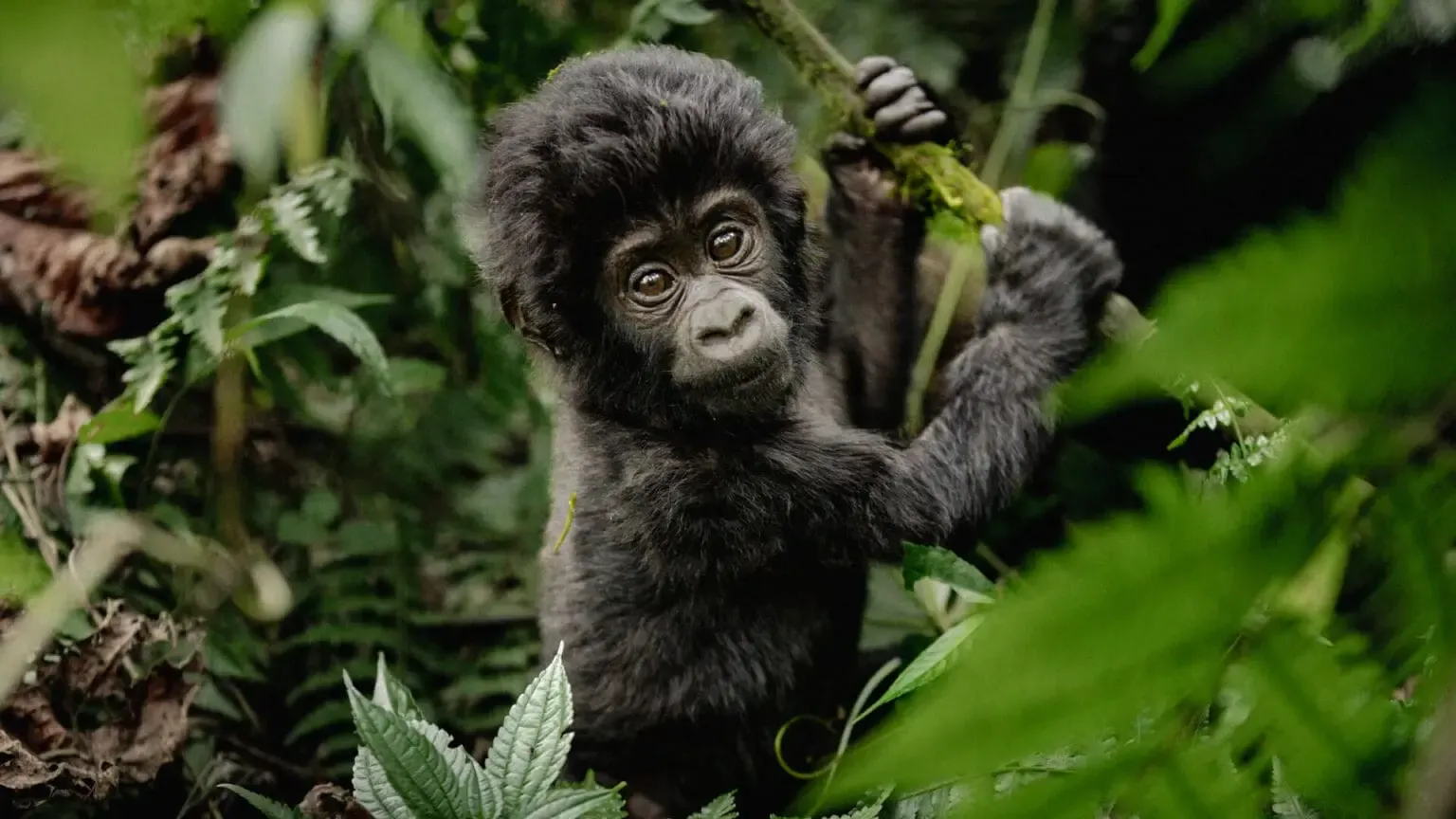 4 Days Rwanda Gorilla Safari — photo 3