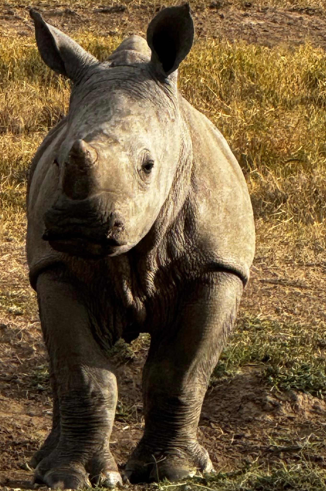 Baby white rhino, Lake Nakuru