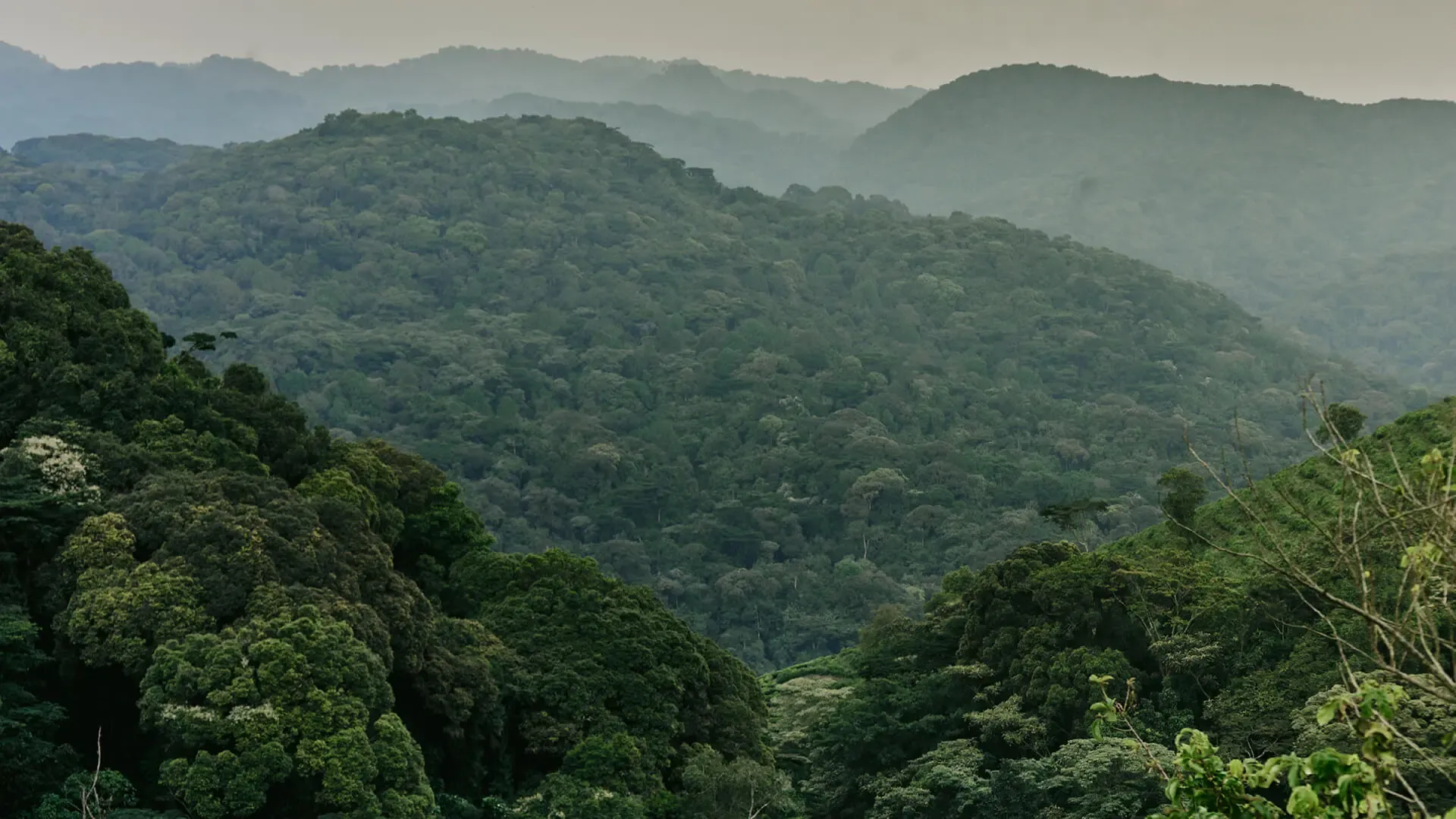 Rwanda Primates & Lake Kivu Safari — photo 5