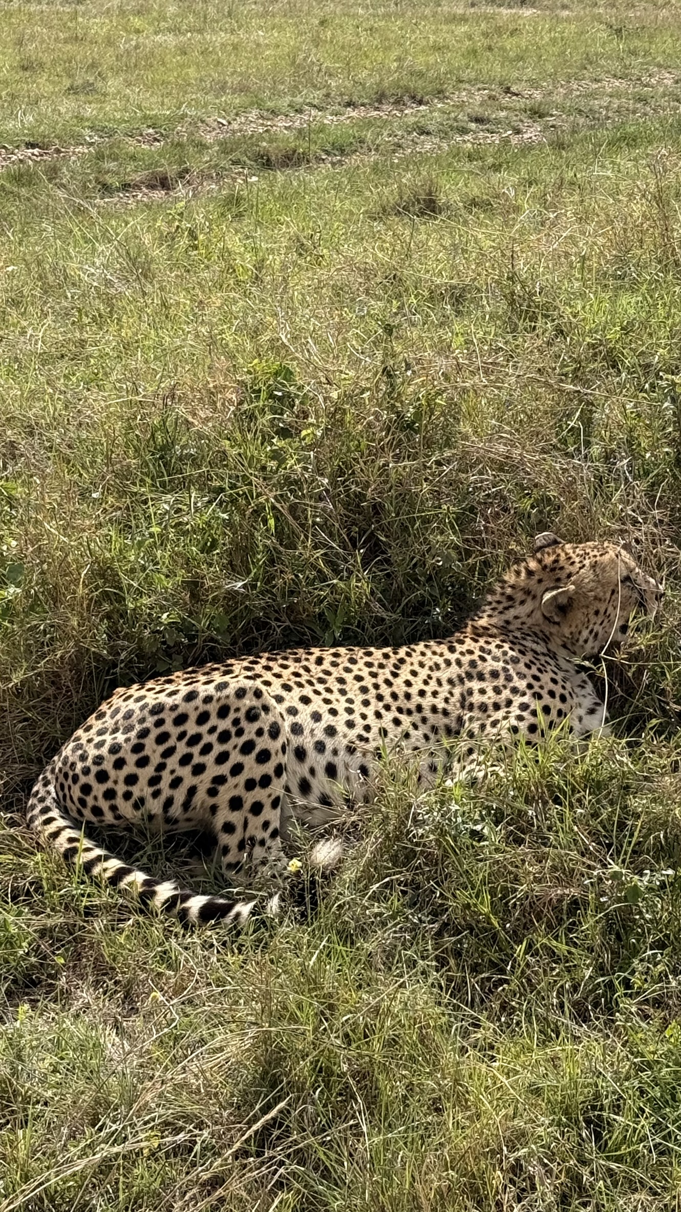8 Days of Tanzania Safari — photo 4