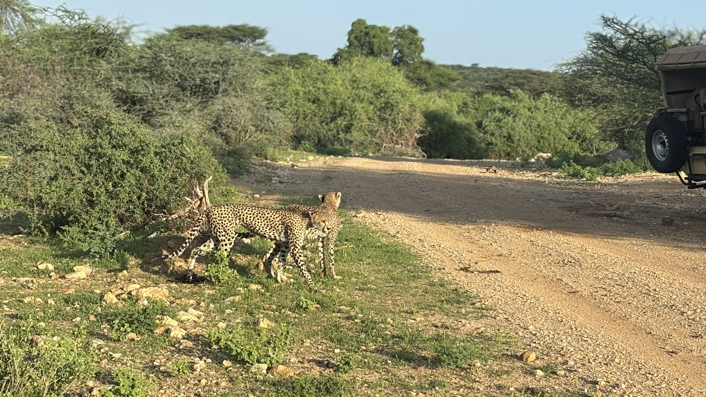7 Days of Saruni Samburu and Mara Safari Experience