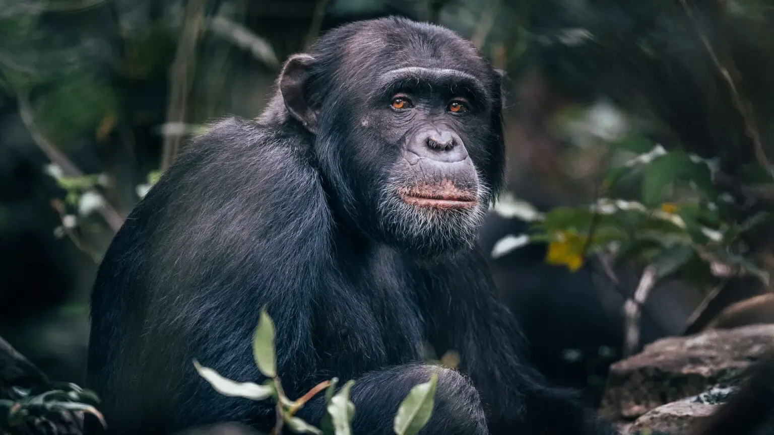 Rwanda Primates & Lake Kivu Safari — photo 3