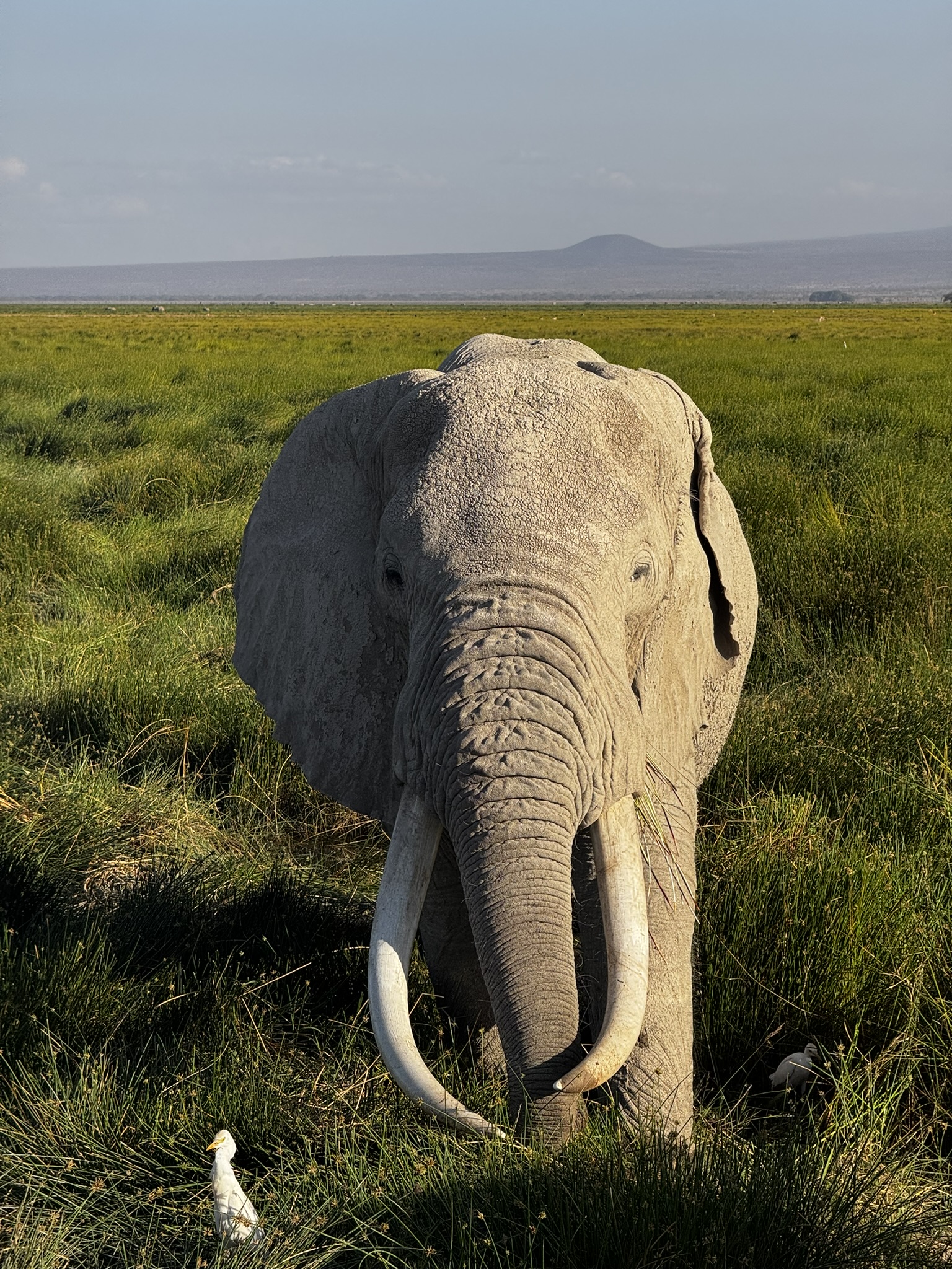 Tanzania Safari & Zanzibar