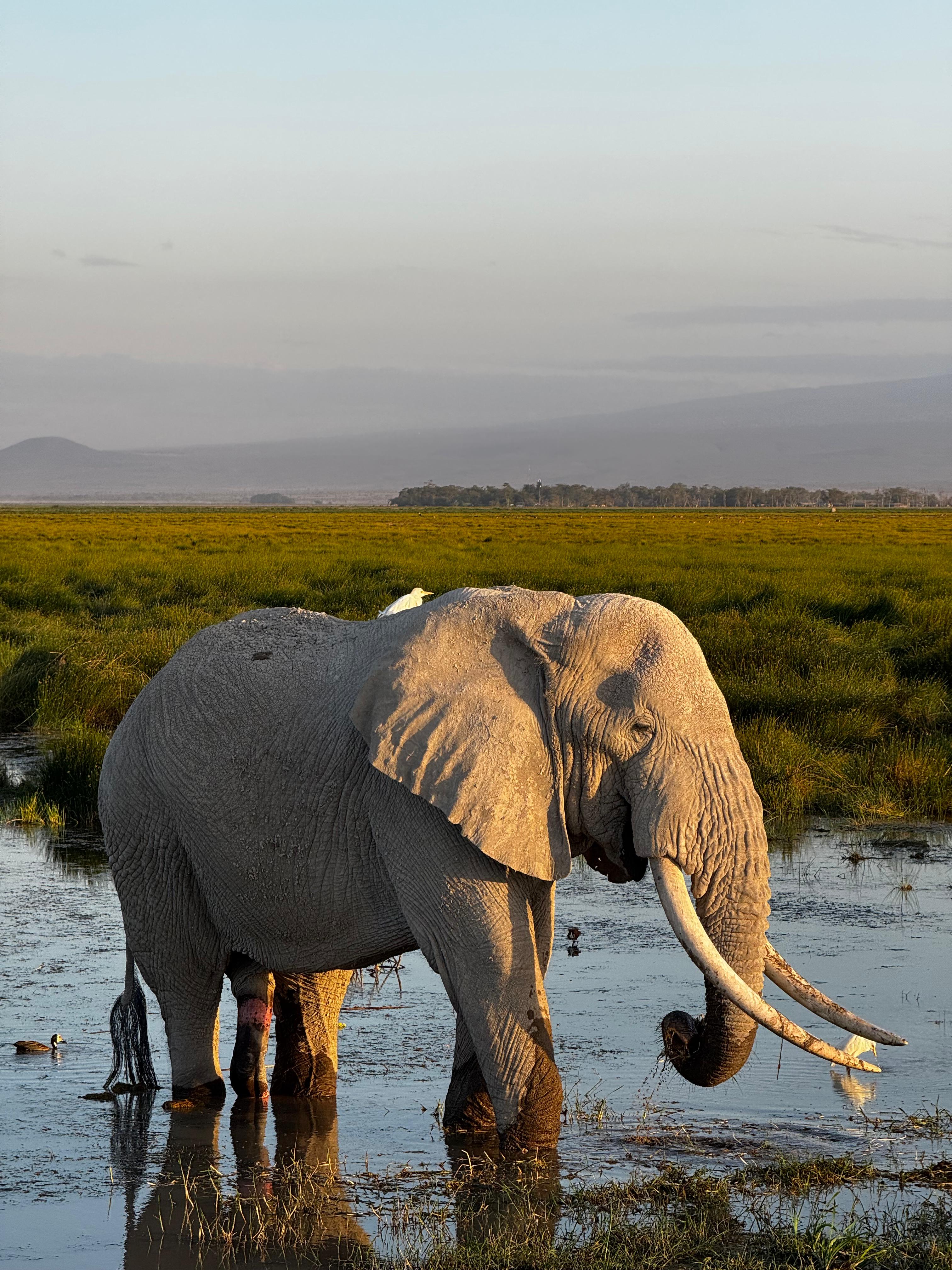 8 Days of Tanzania Safari — photo 3