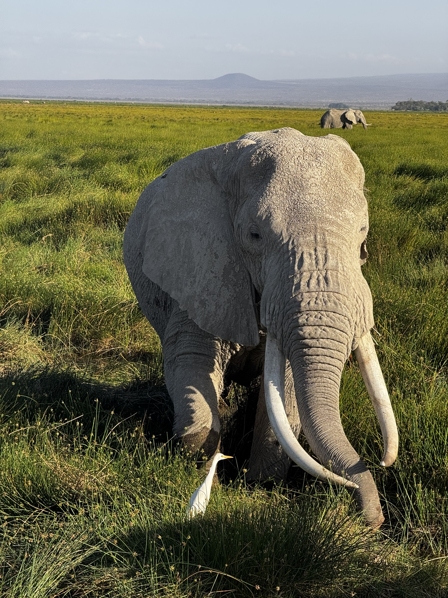 7 Days of Tanzania Safari — photo 6