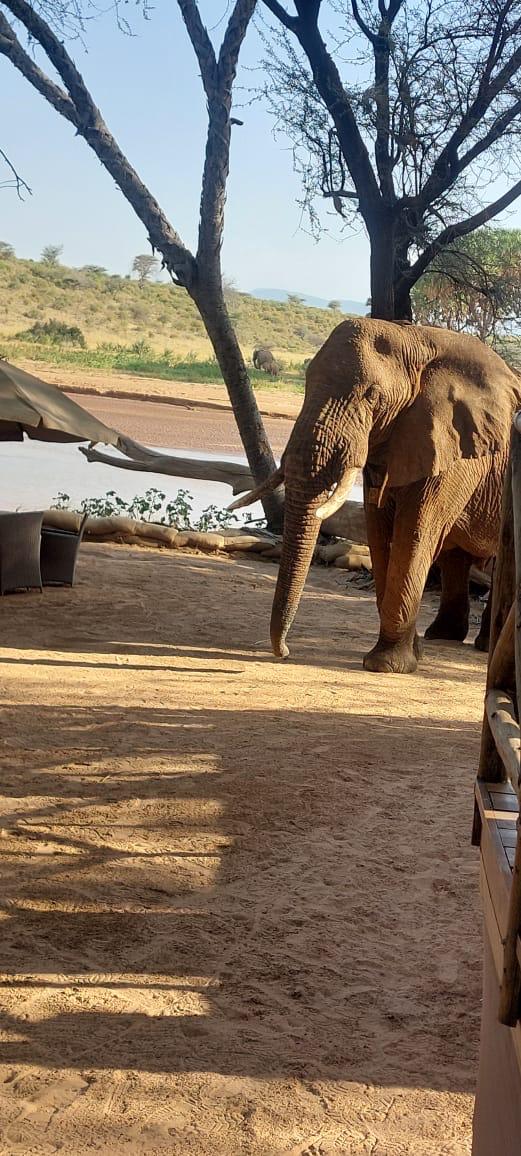 14 Days of Rwanda, Amboseli, Lewa & Maasai Mara Safari