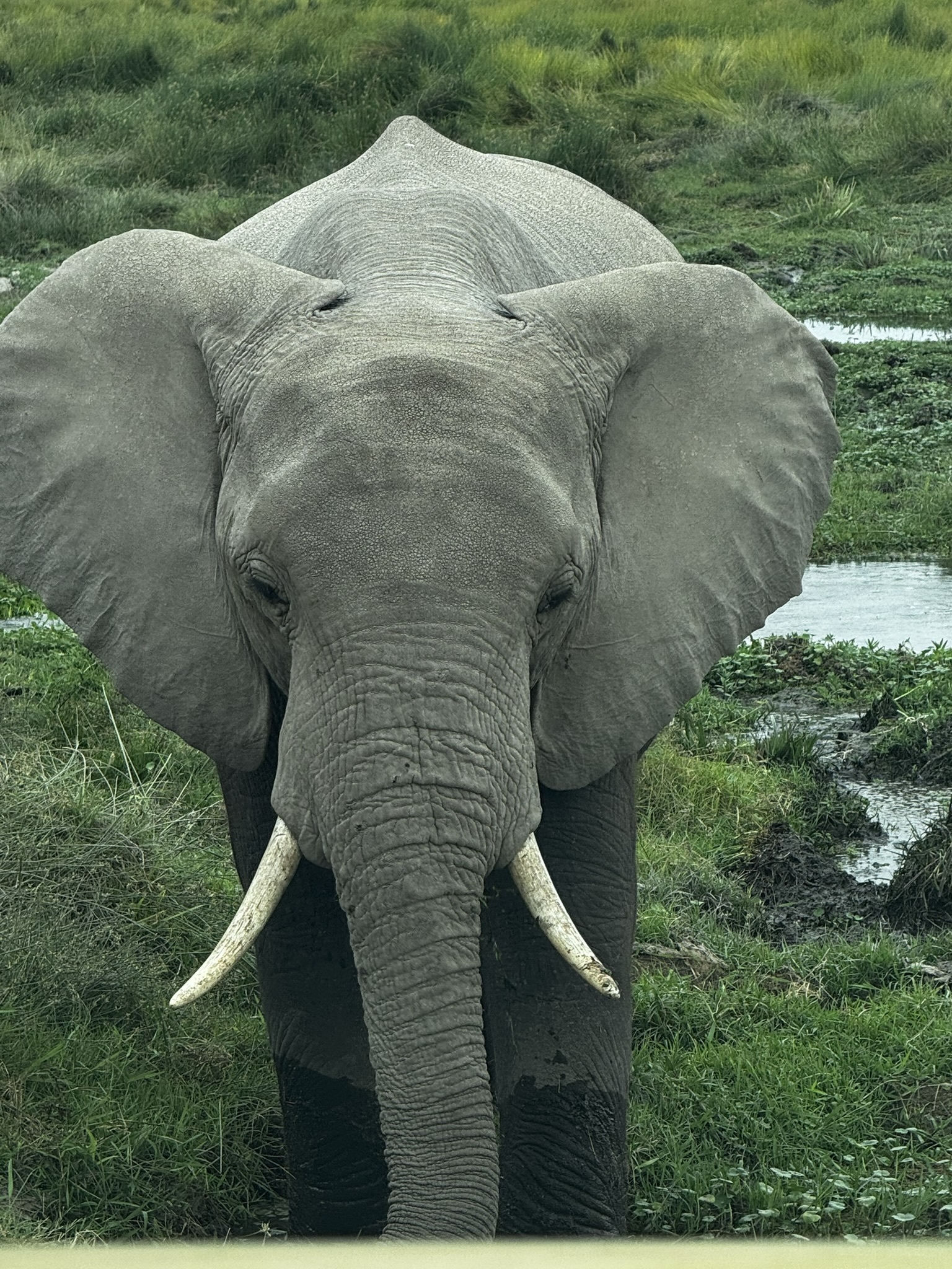 Close-up elephant face, Amboseli