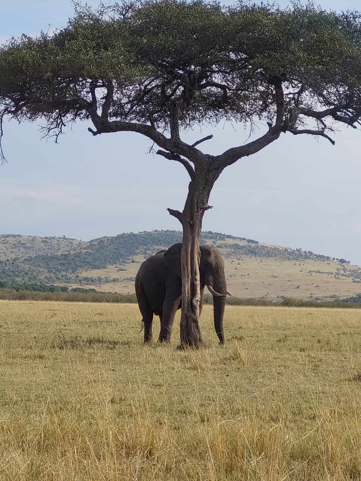 Amboseli, Naivasha & Maasai Mara Safari — photo 7