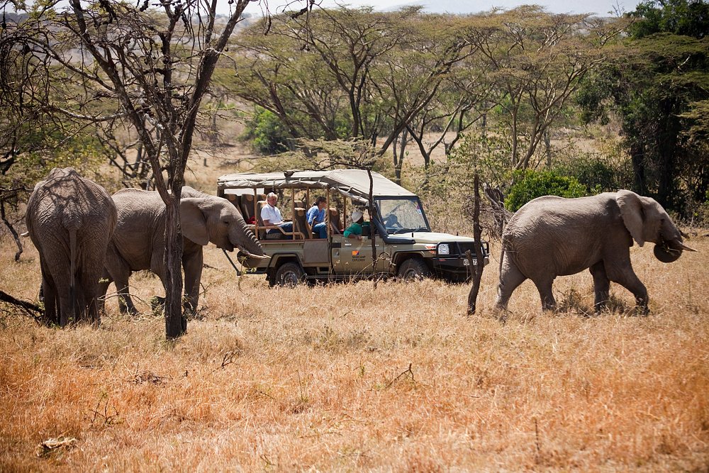 Exclusive African Luxury Safaris — safari vehicle surrounded by elephants in the wild