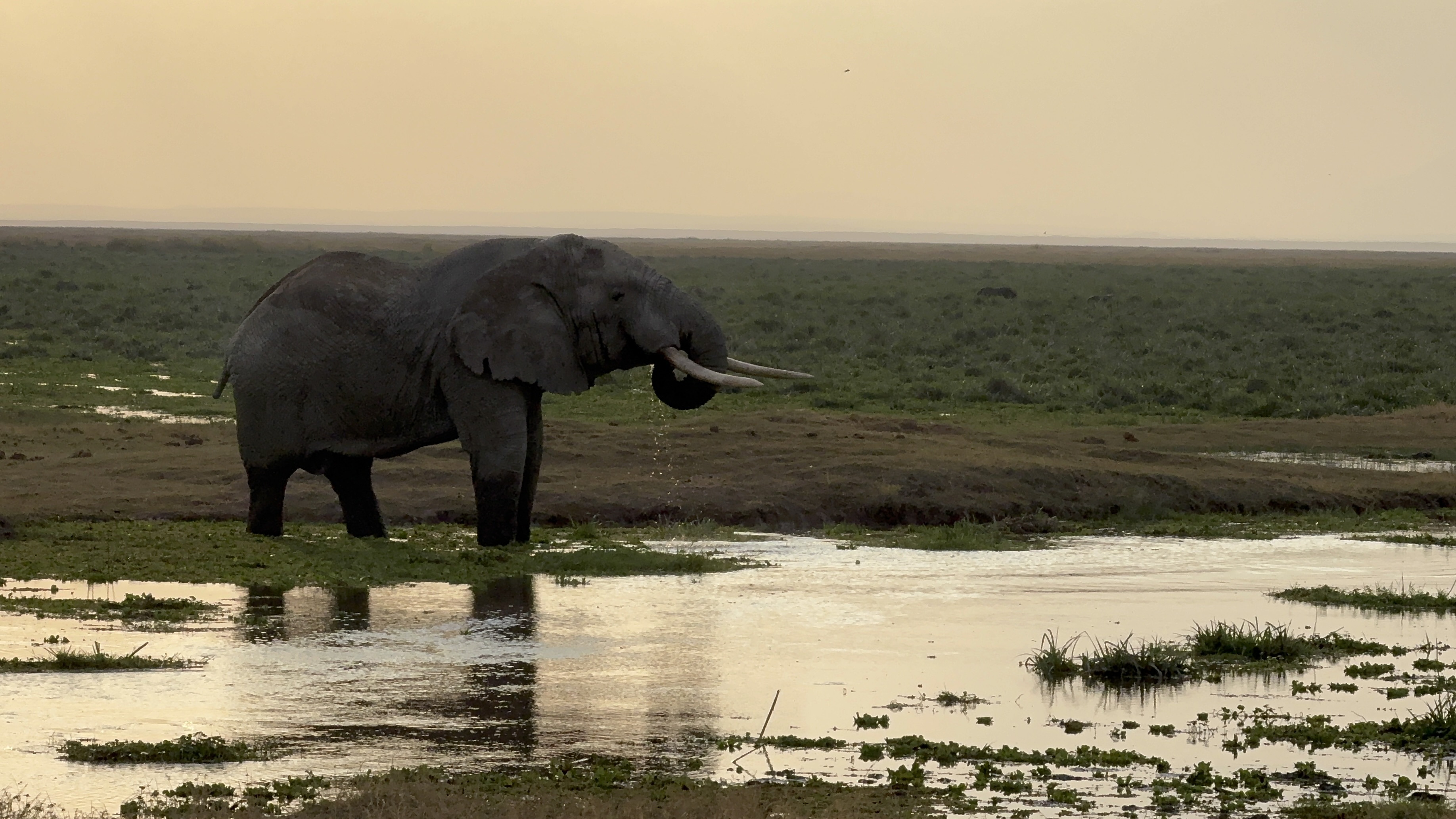 4 Days of Amboseli and Tsavo Safari, photo 5