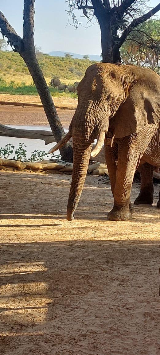 4 Days of Amboseli and Tsavo Safari, photo 3