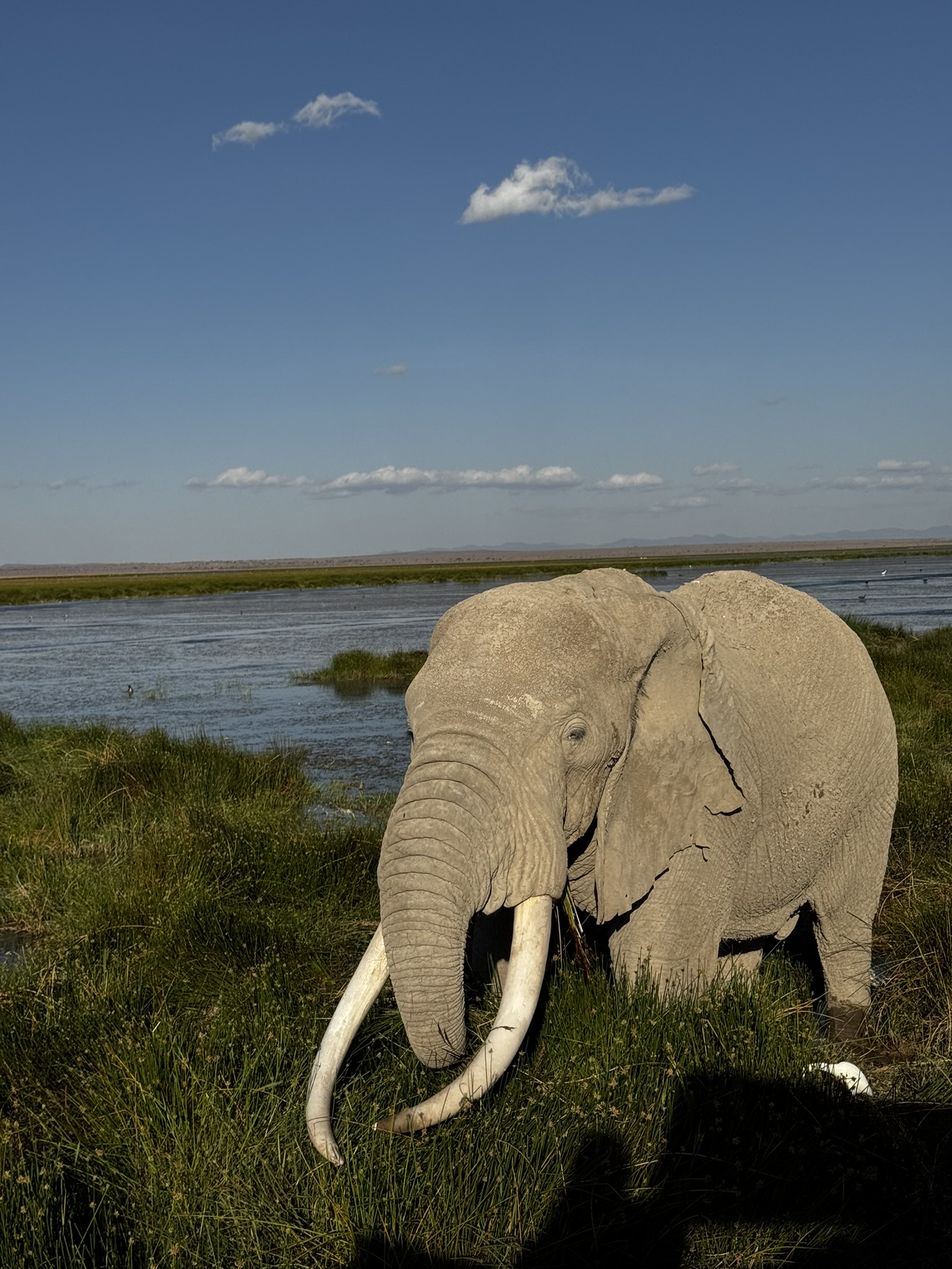 Elephant at Amboseli wetlands