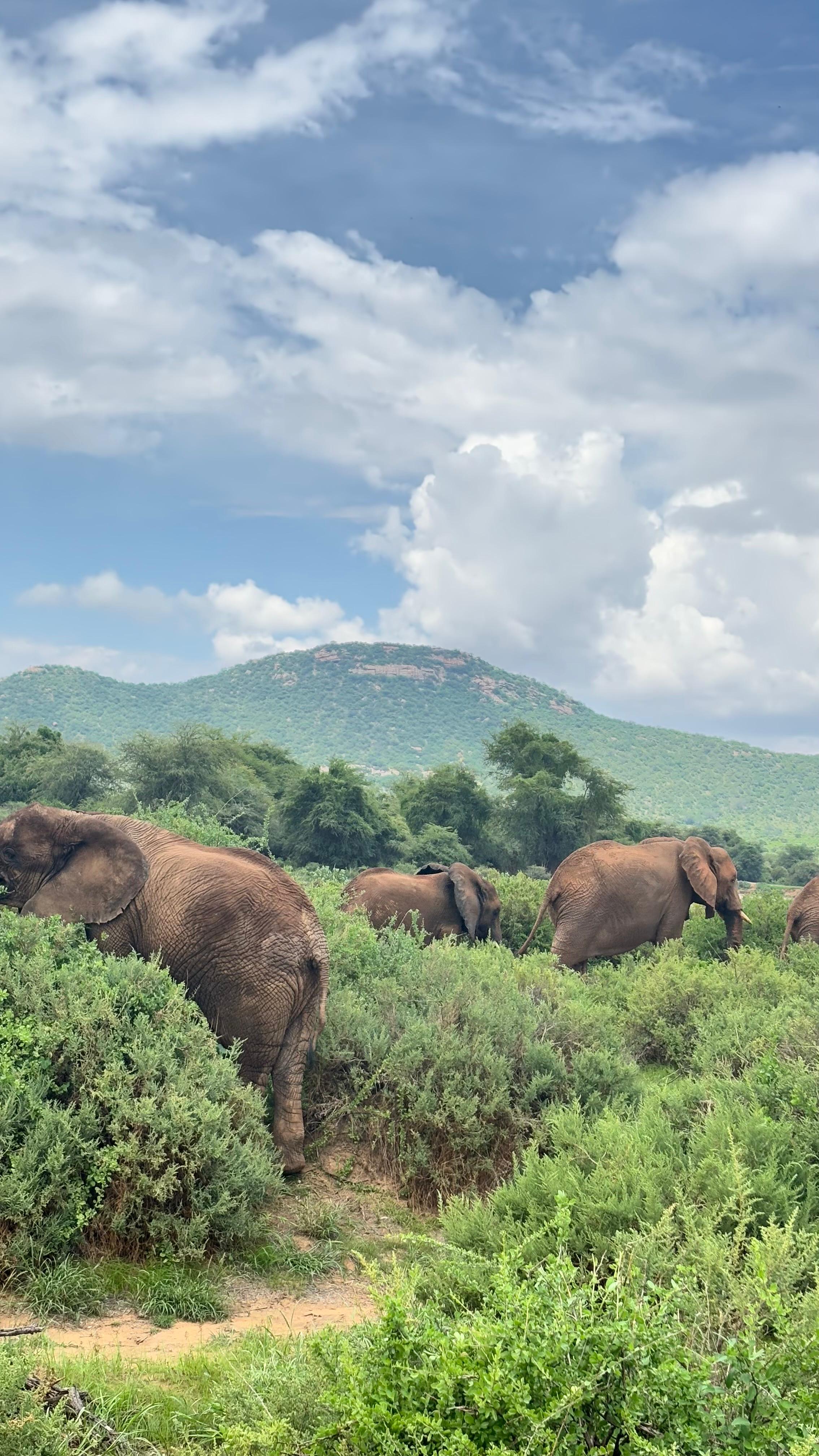 Classic Tanzania Safari