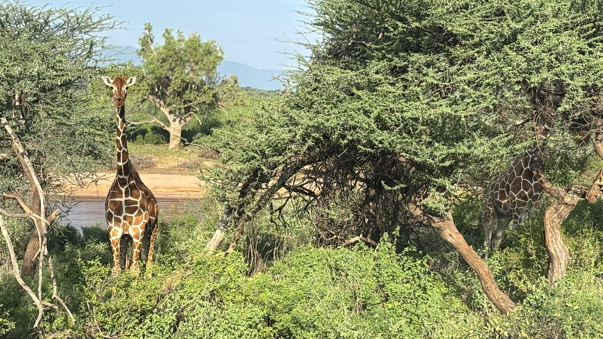 Amboseli, Naivasha & Maasai Mara Safari — photo 6
