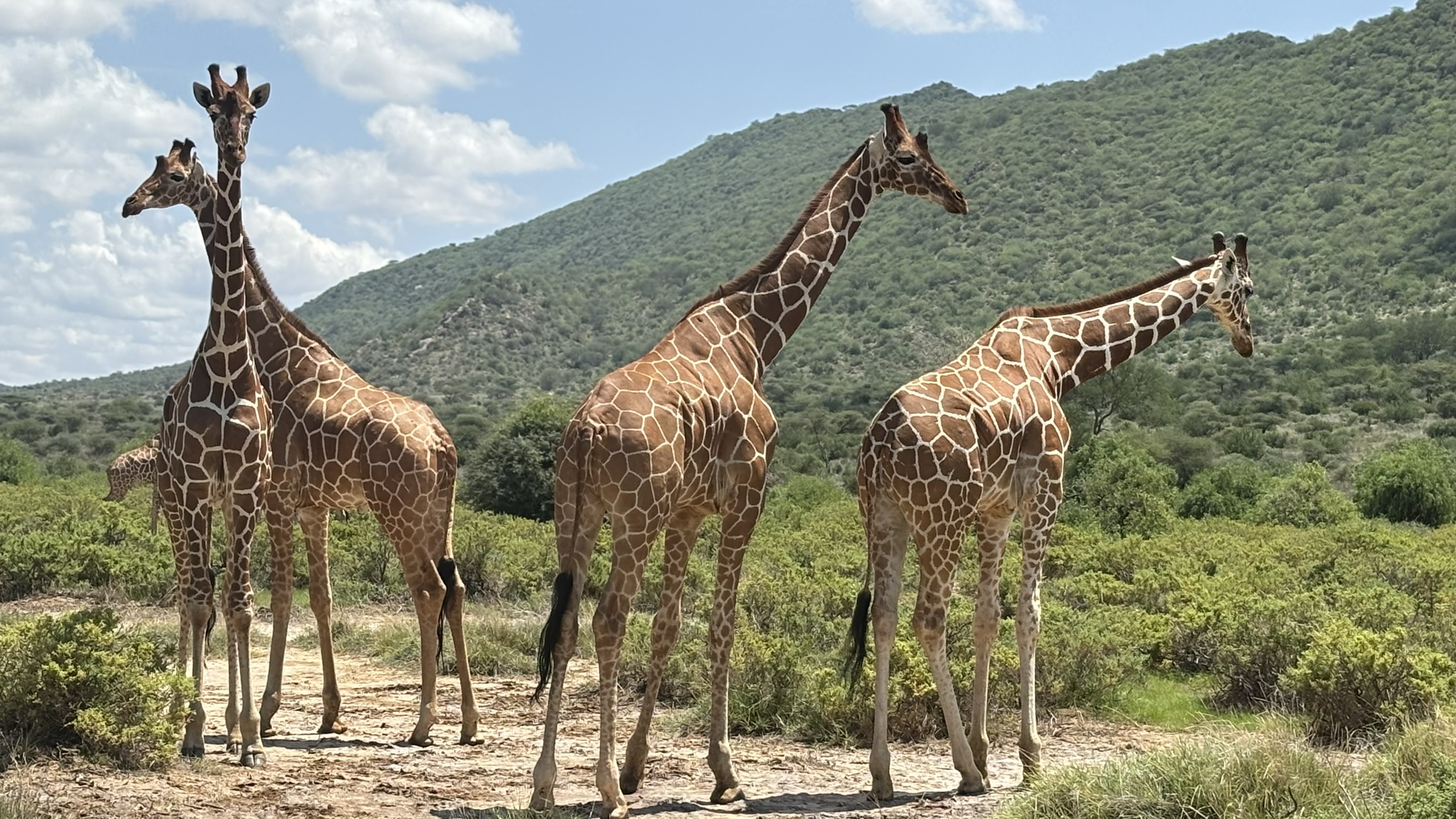 Reticulated giraffes with mountain backdrop, Samburu