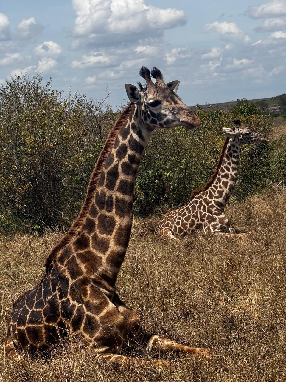 Great Migration Safari