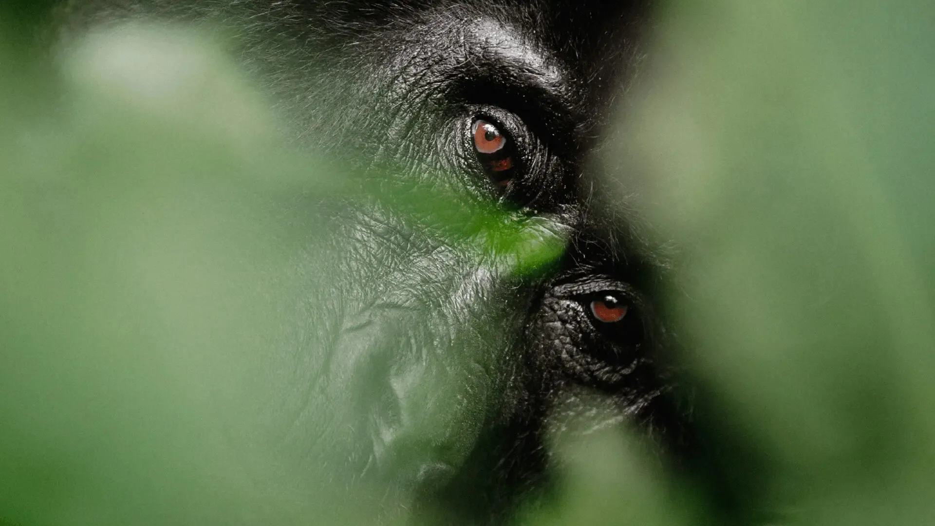 Gorilla Trekking Rwanda