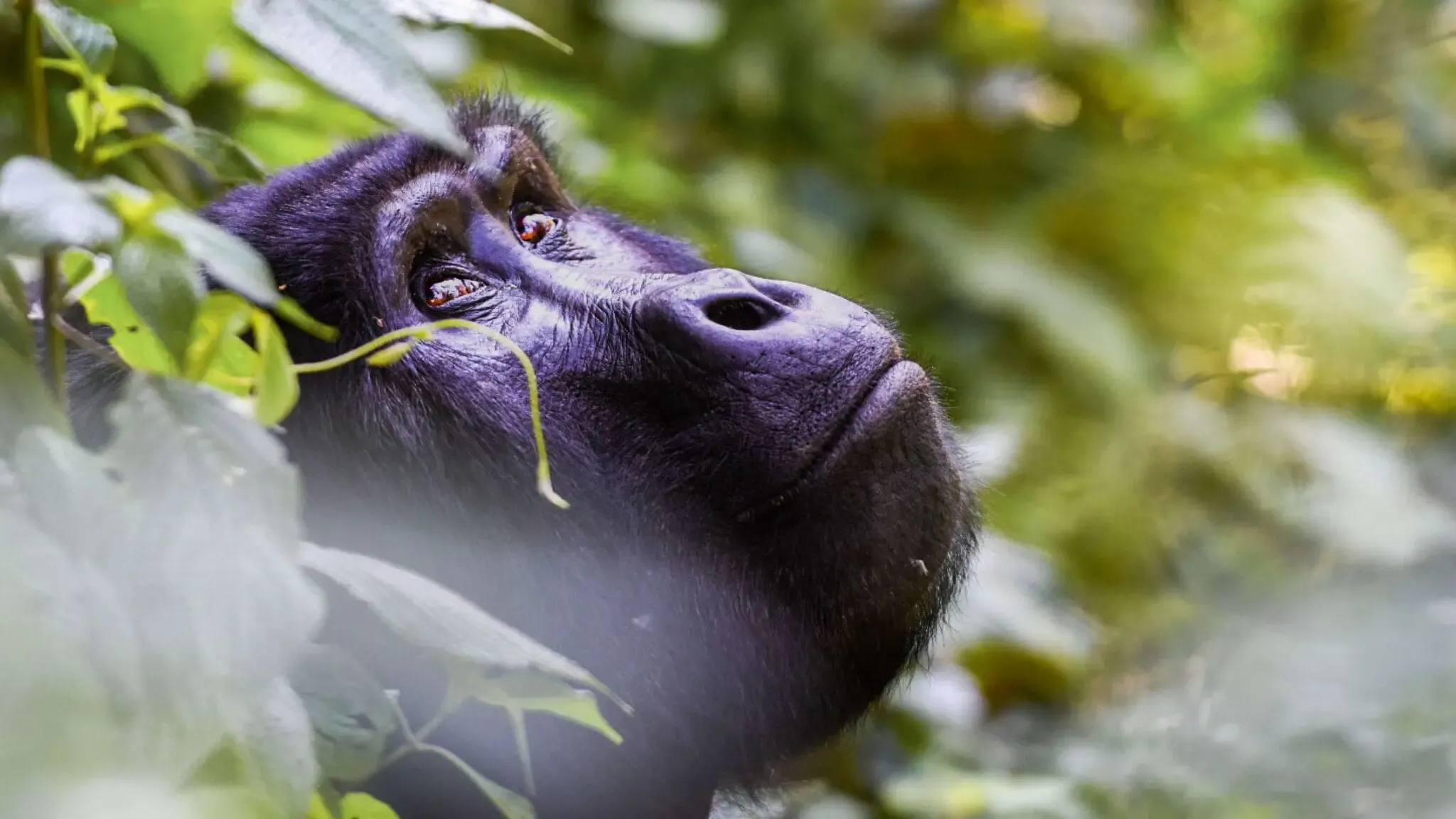 4 Days Rwanda Gorilla Safari