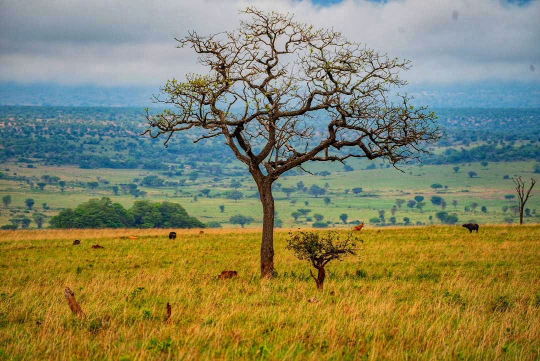 7-Day Kidepo Valley & Murchison Falls Fly-In Safari, Uganda