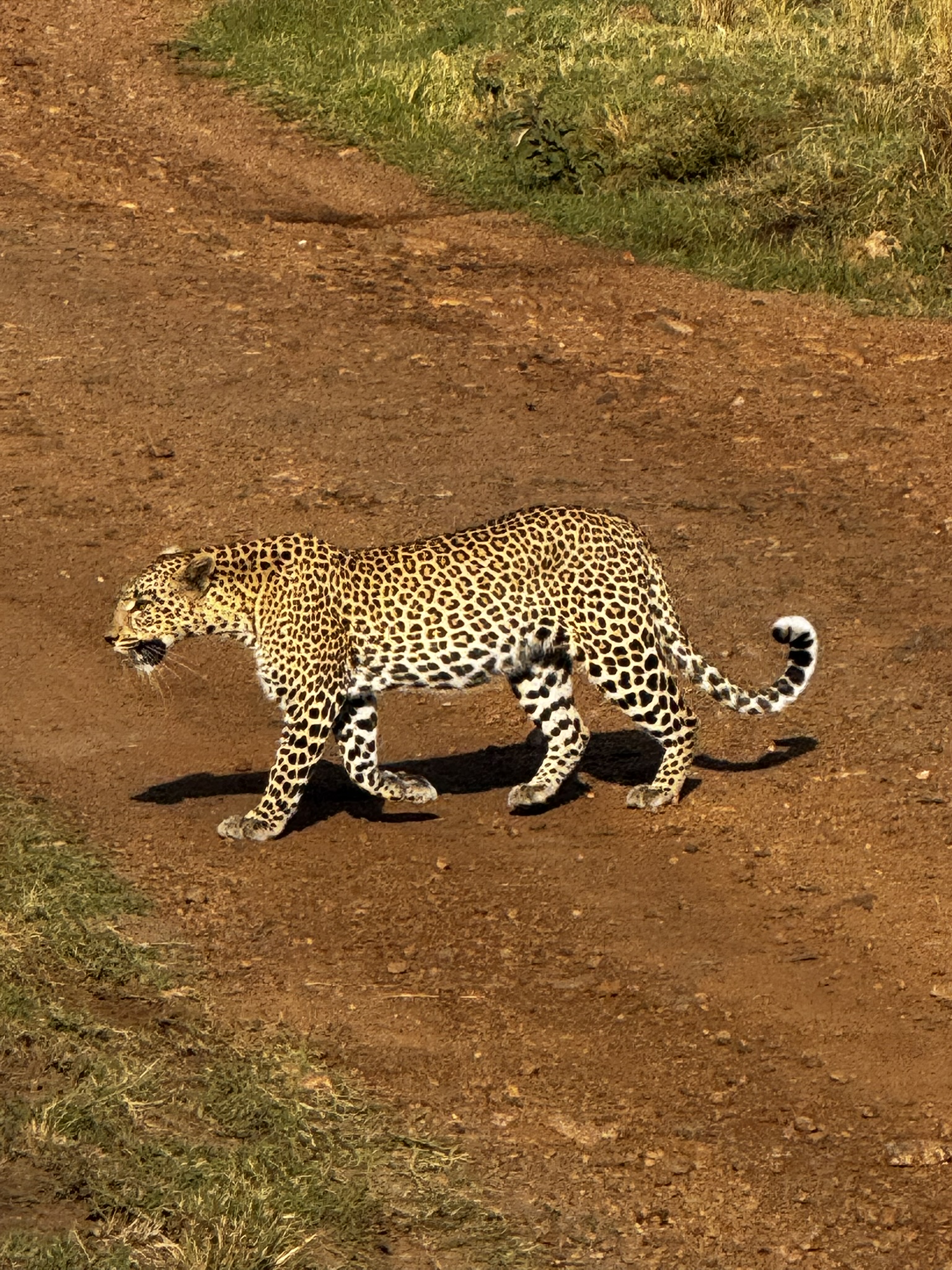 Travelling to Kenya in 2027: Safari Safety, Elections and What You Actually Need to Know