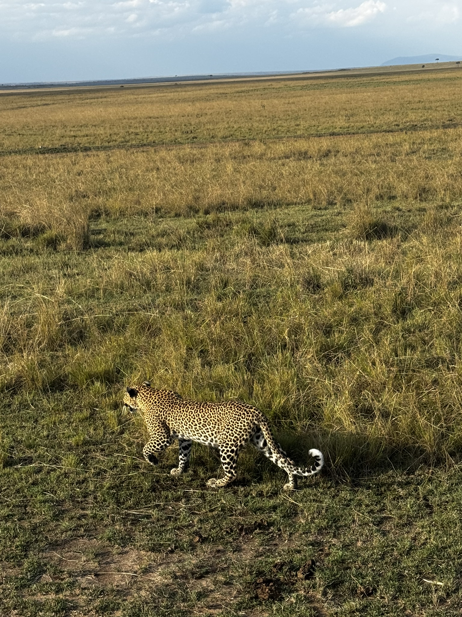 8-Day Kenya & Tanzania Safari — photo 7