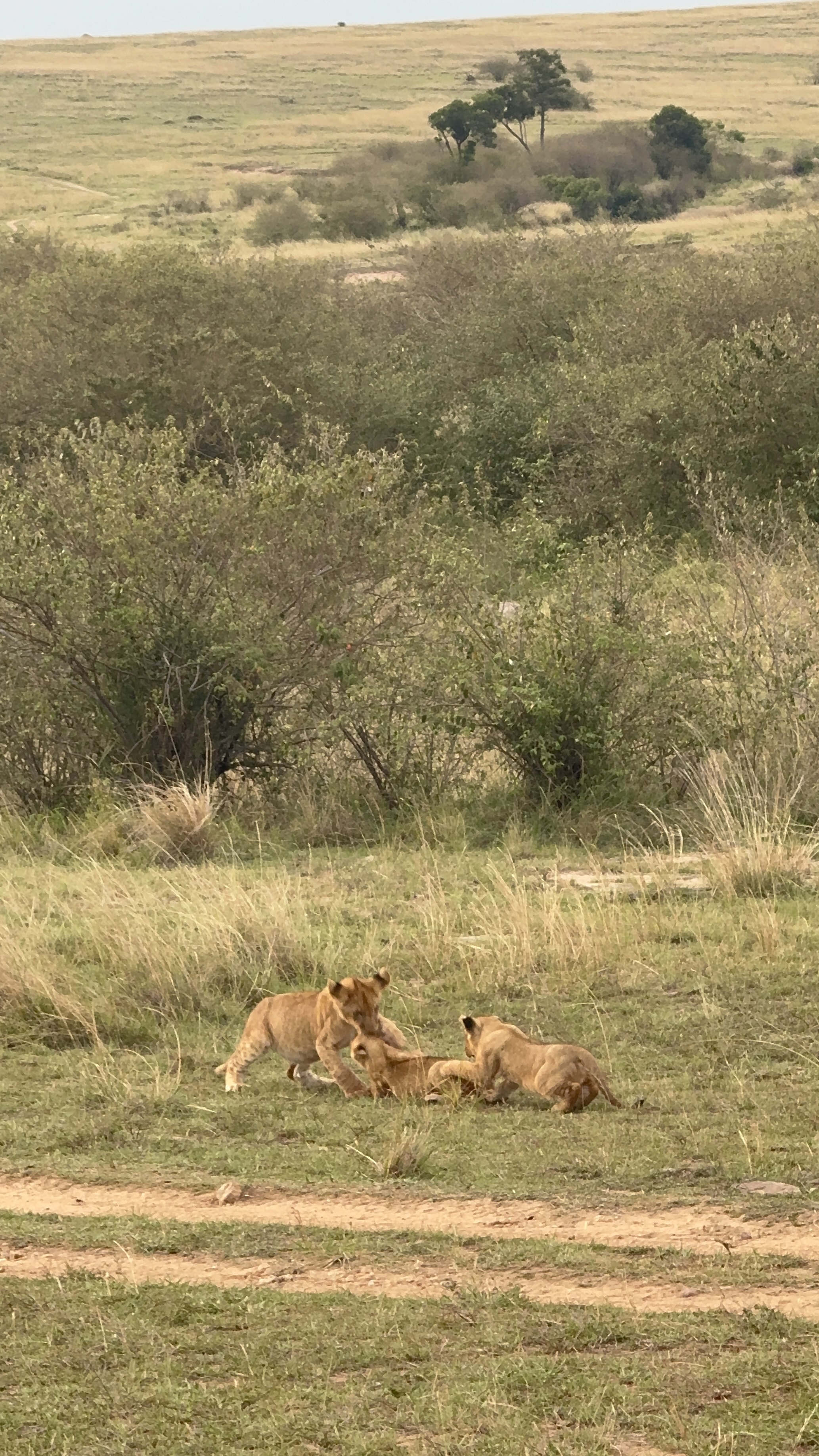 Lion cubs wrestling, Maasai Mara