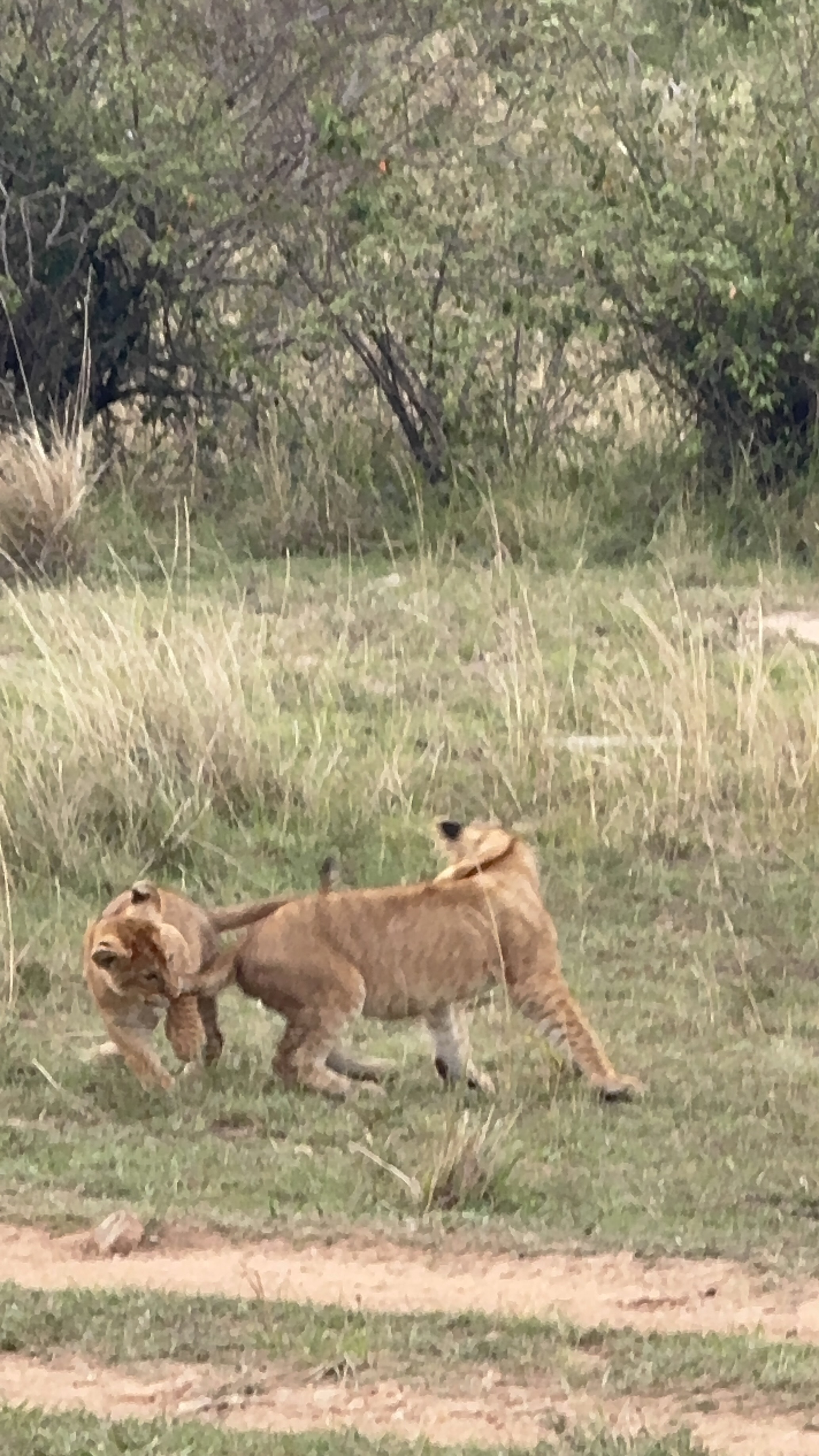 Lion cubs playing, Maasai Mara