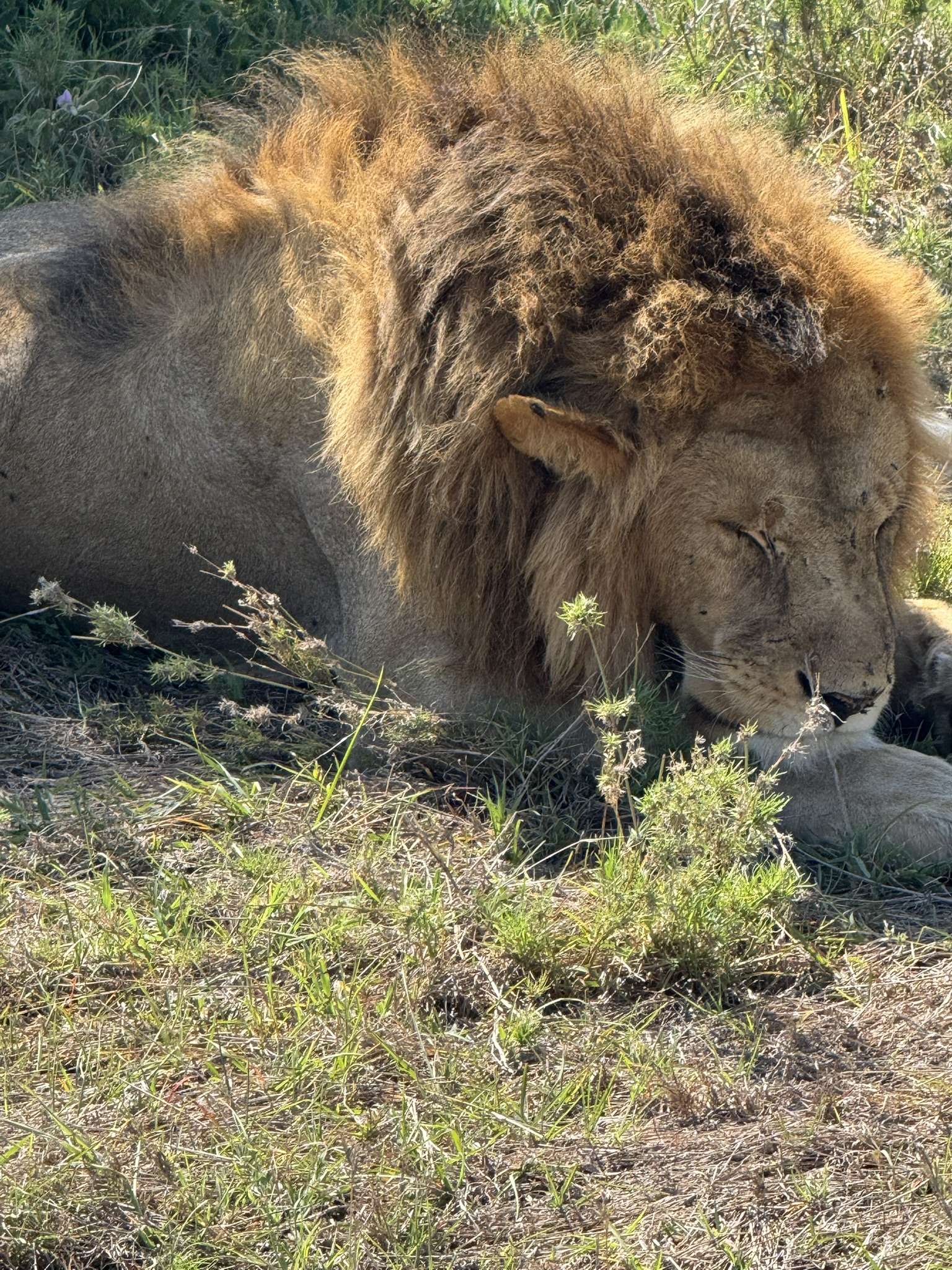 Tanzania Safari – Tarangire, Serengeti & Ngorongoro
