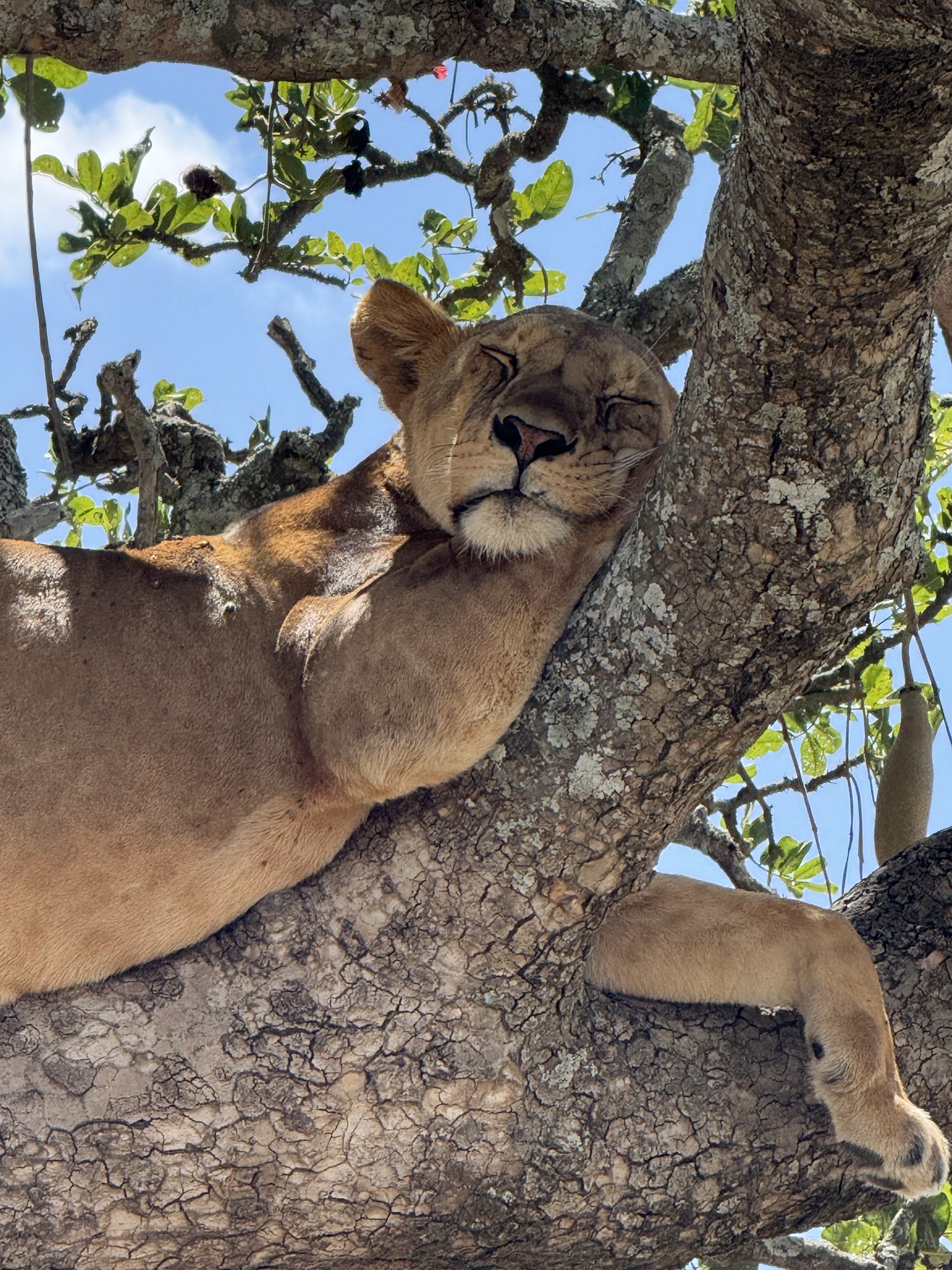 Tanzania Safari – Ngorongoro & Serengeti