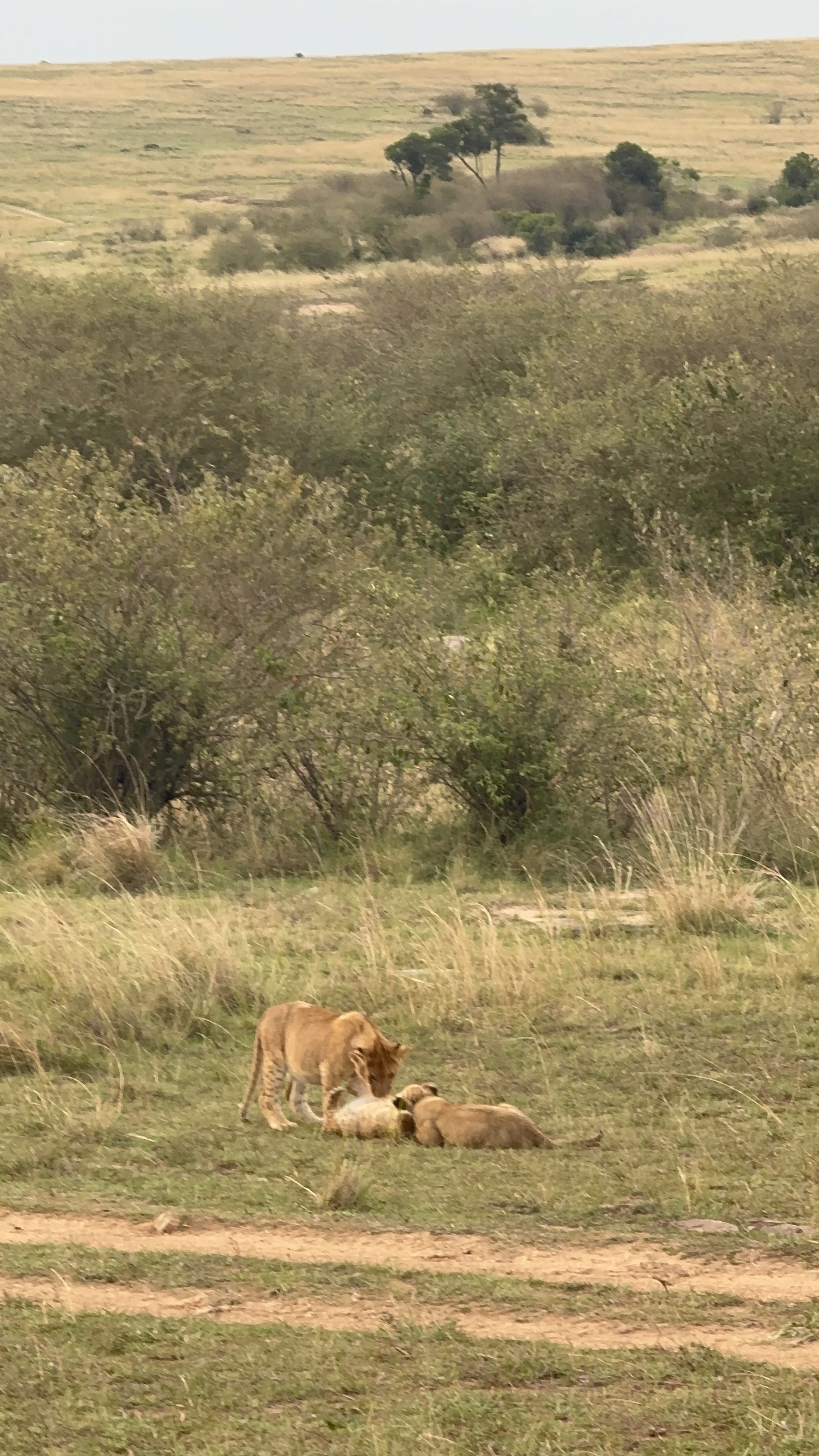 Lioness with cubs, Maasai Mara