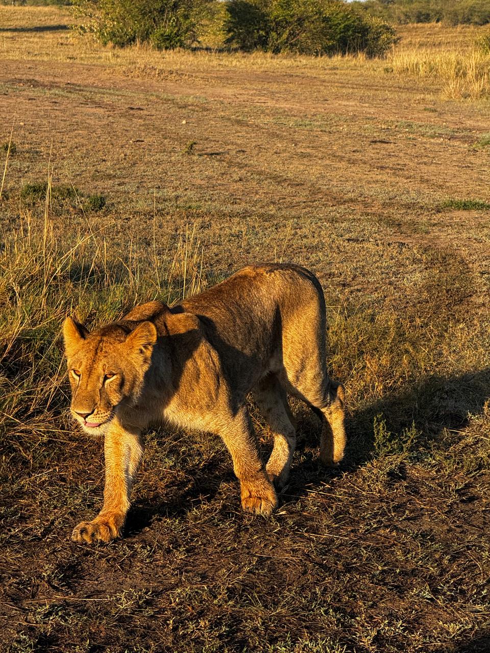 Lioness at golden hour, Maasai Mara