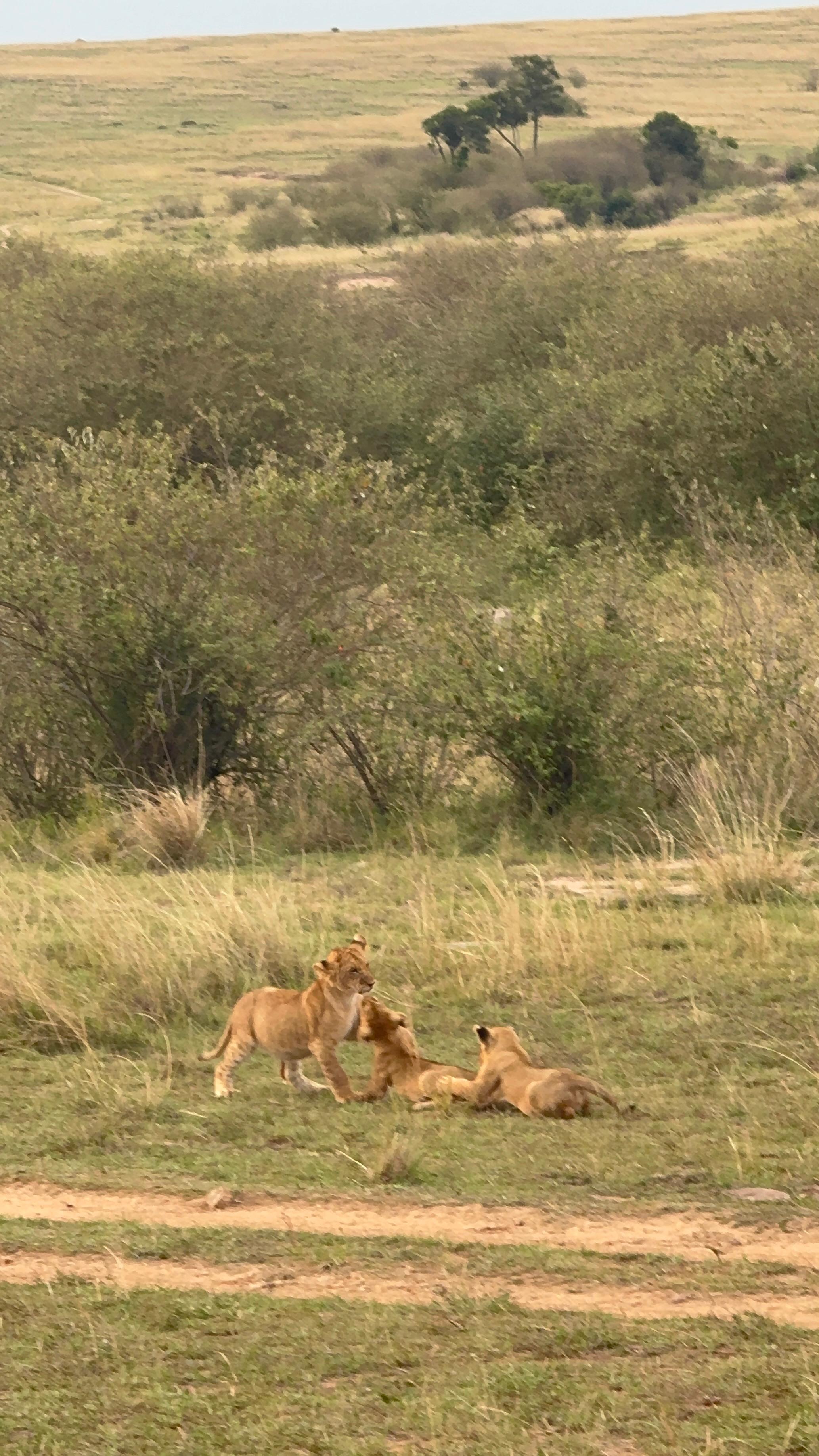 Lion cubs playing, Maasai Mara