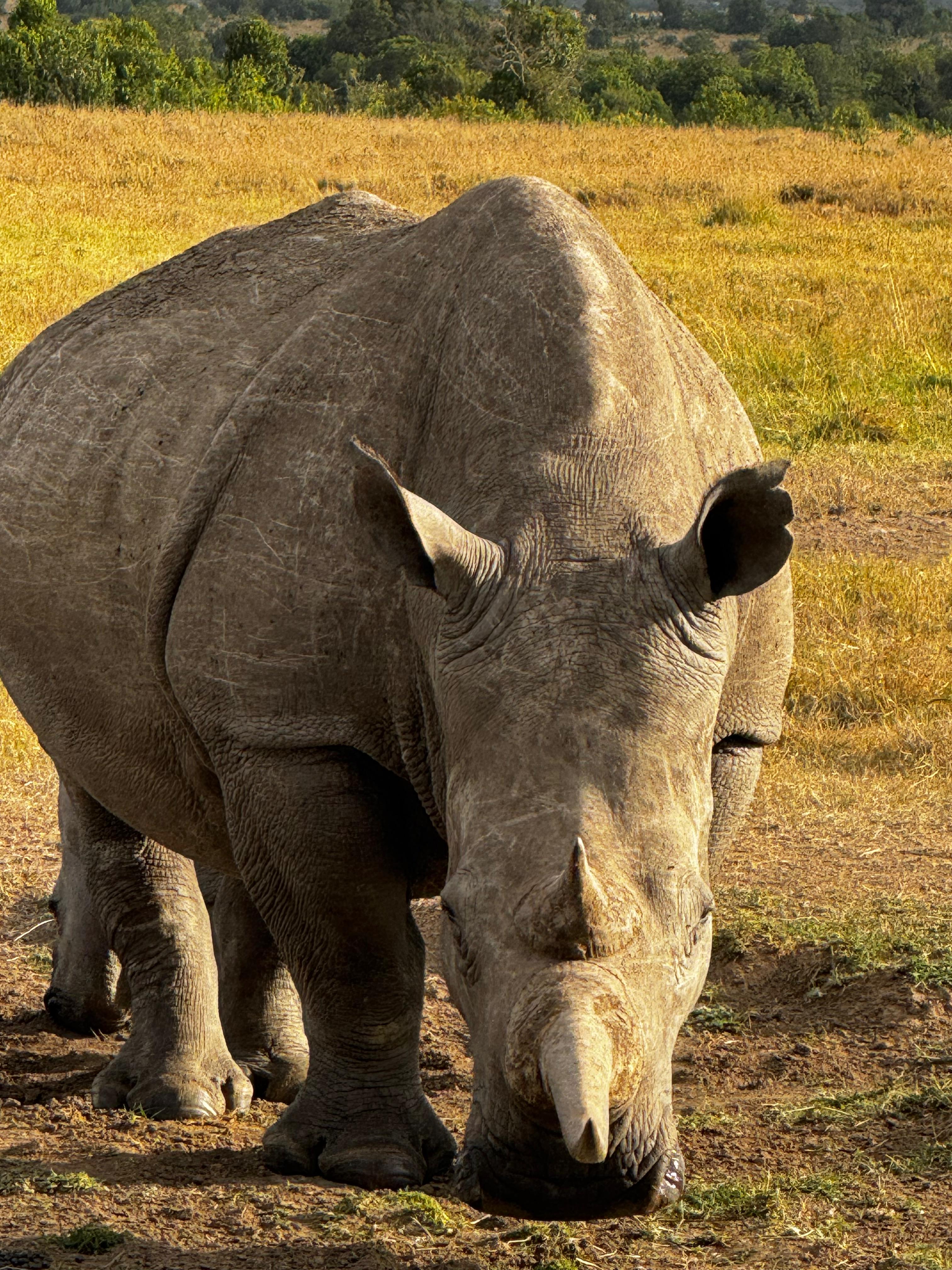 8-Day Kenya & Tanzania Safari — photo 4
