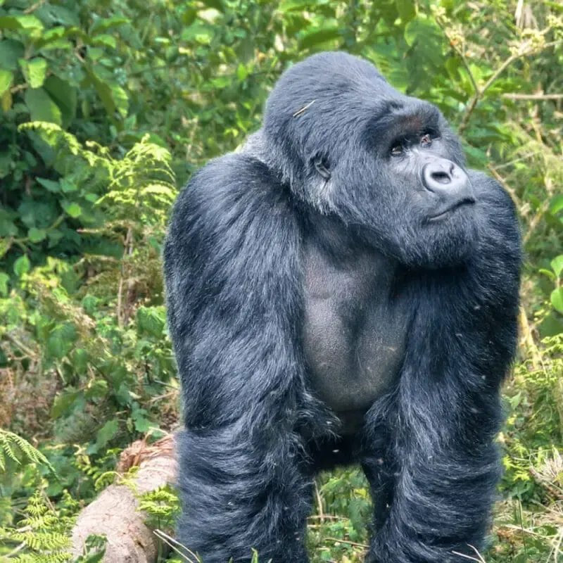 4 Days Rwanda Gorilla Safari — photo 4