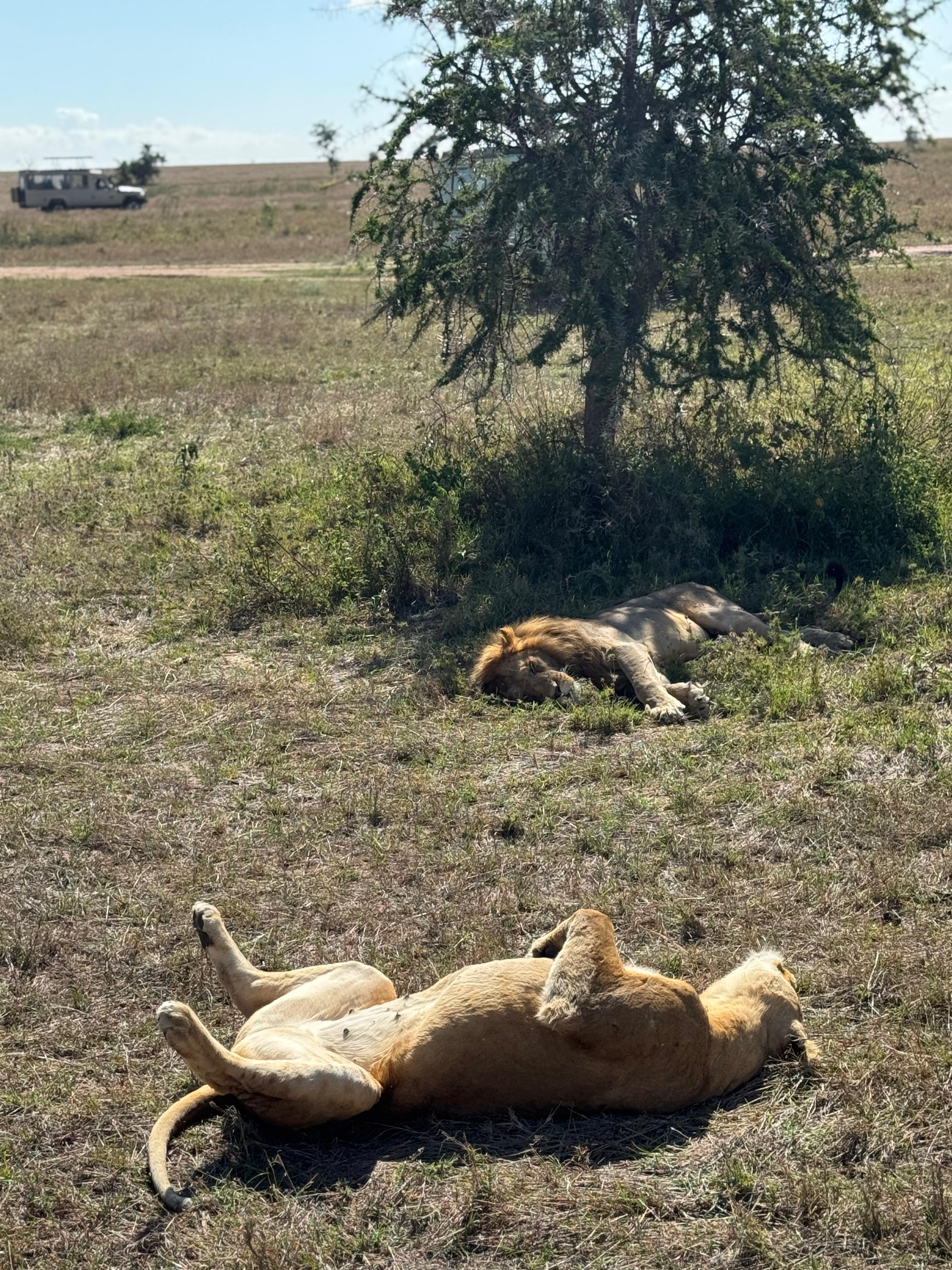 Maasai Mara Safari