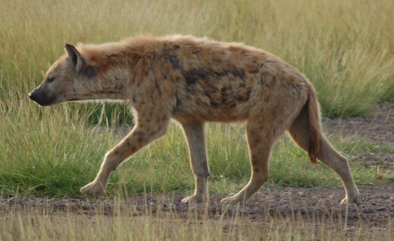 How Hyenas Give Birth: The Real Science Behind the Pain