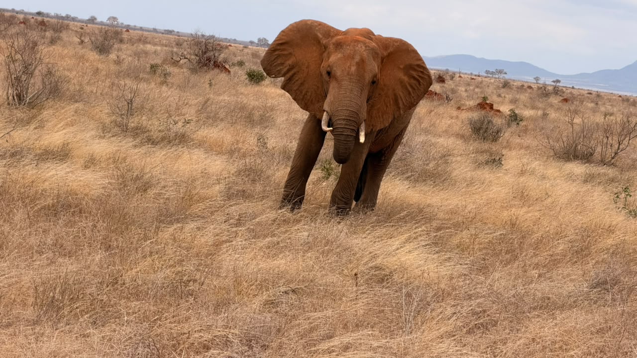 Red Tsavo elephant walking directly toward camera in dry savanna