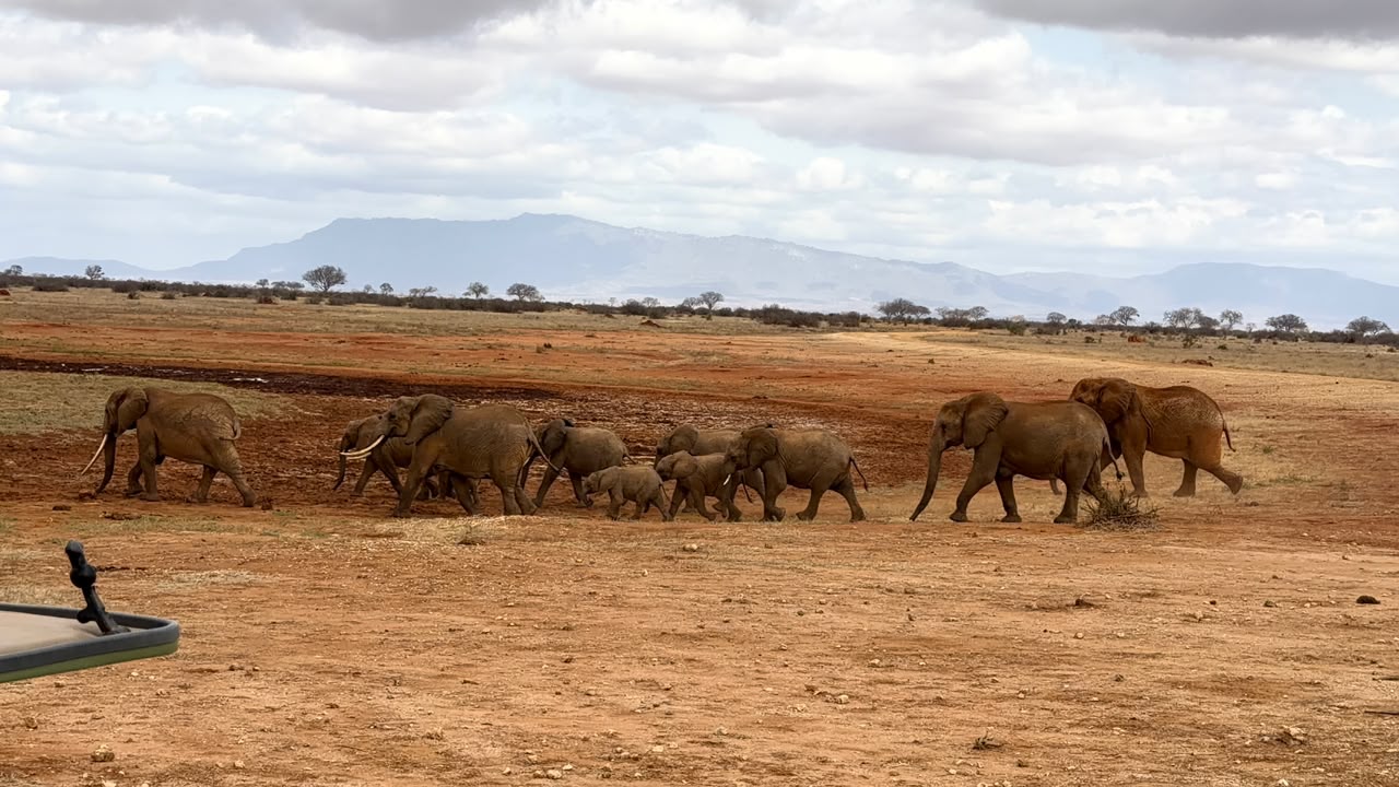 Tsavo elephant family herd walking with mountain backdrop
