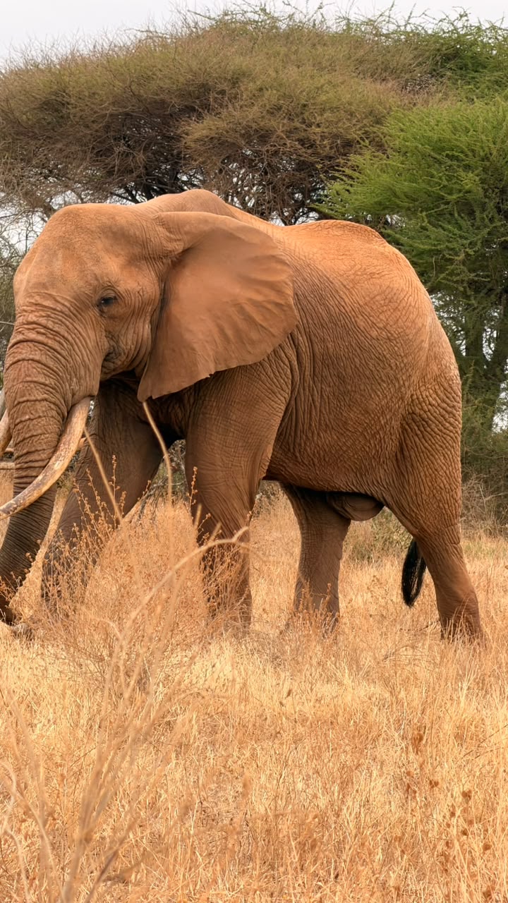 Red Tsavo elephant close portrait in golden grass