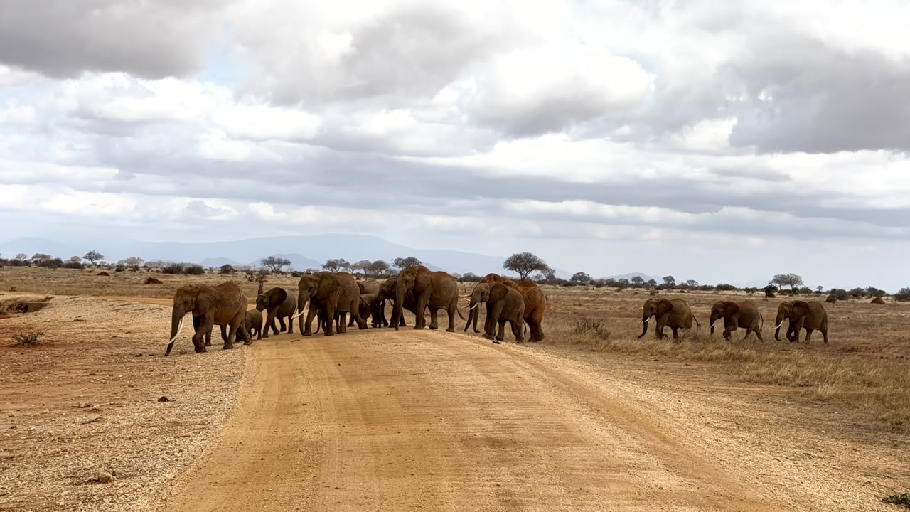 Elephant herd crossing the red dirt road, Tsavo East