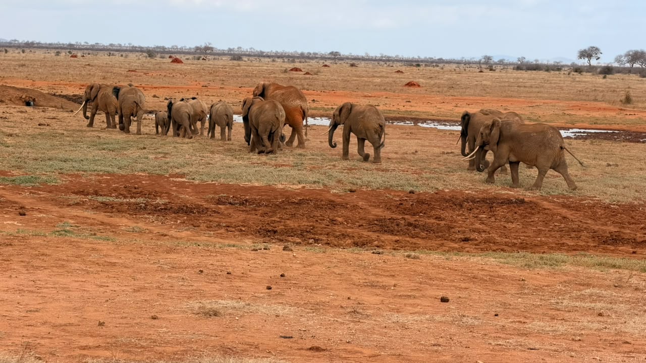 Elephant herd gathering beside a waterhole on Tsavo East's red plains