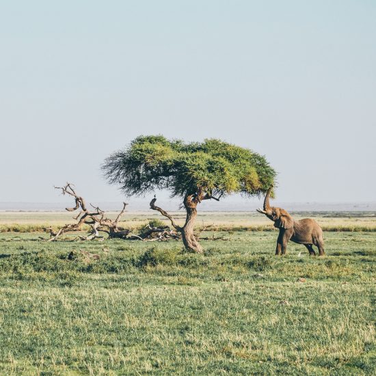 Amboseli Tsavo Safari