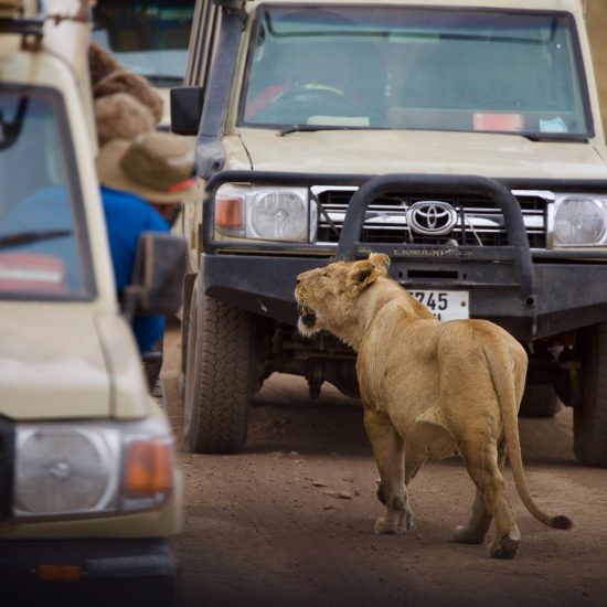 Tanzania Safari and Beach