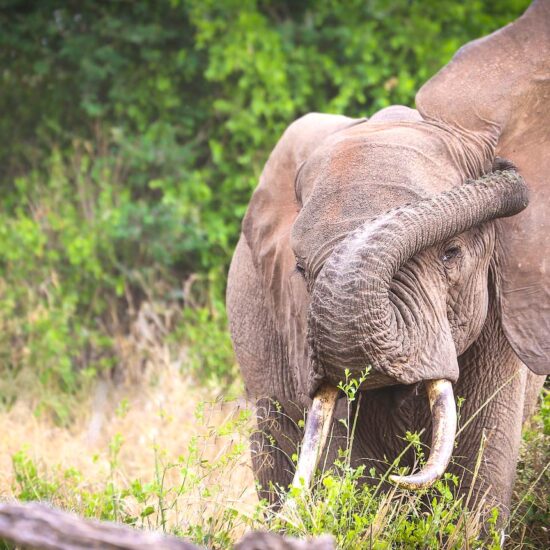 Elephant in Tsavo: Africa Wilderness Safari