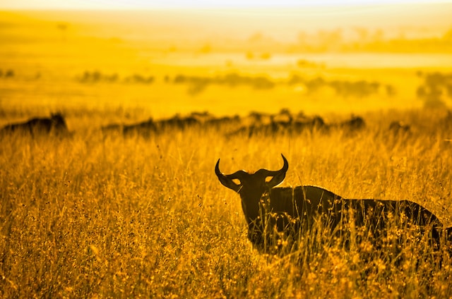 The mysteries of masai mara