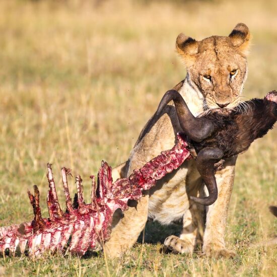 maasai mara