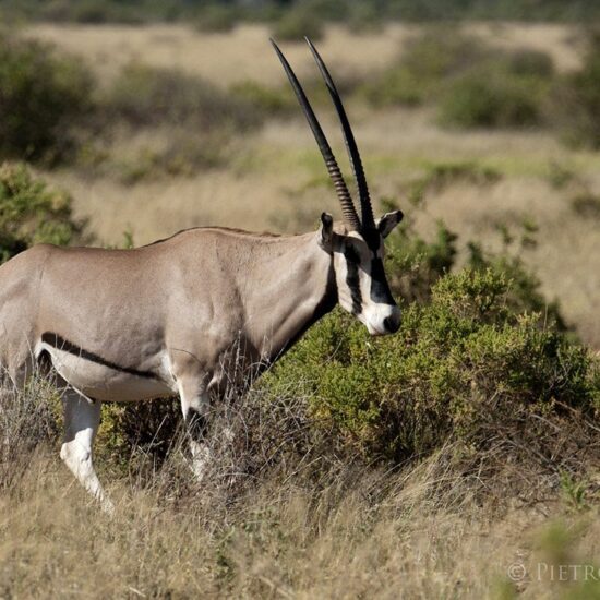 Oryx in Samburu