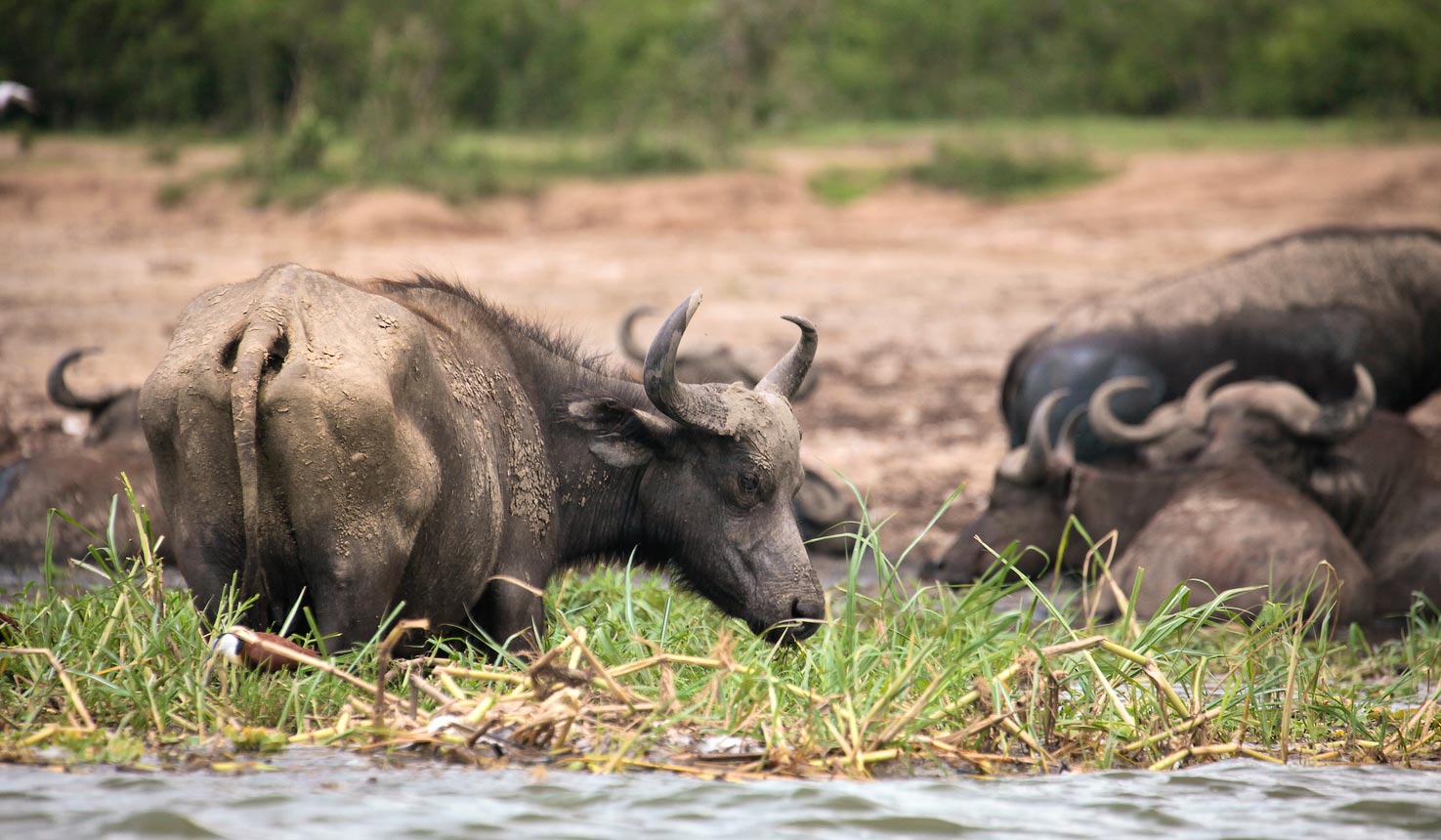 Kenya & Uganda Safari