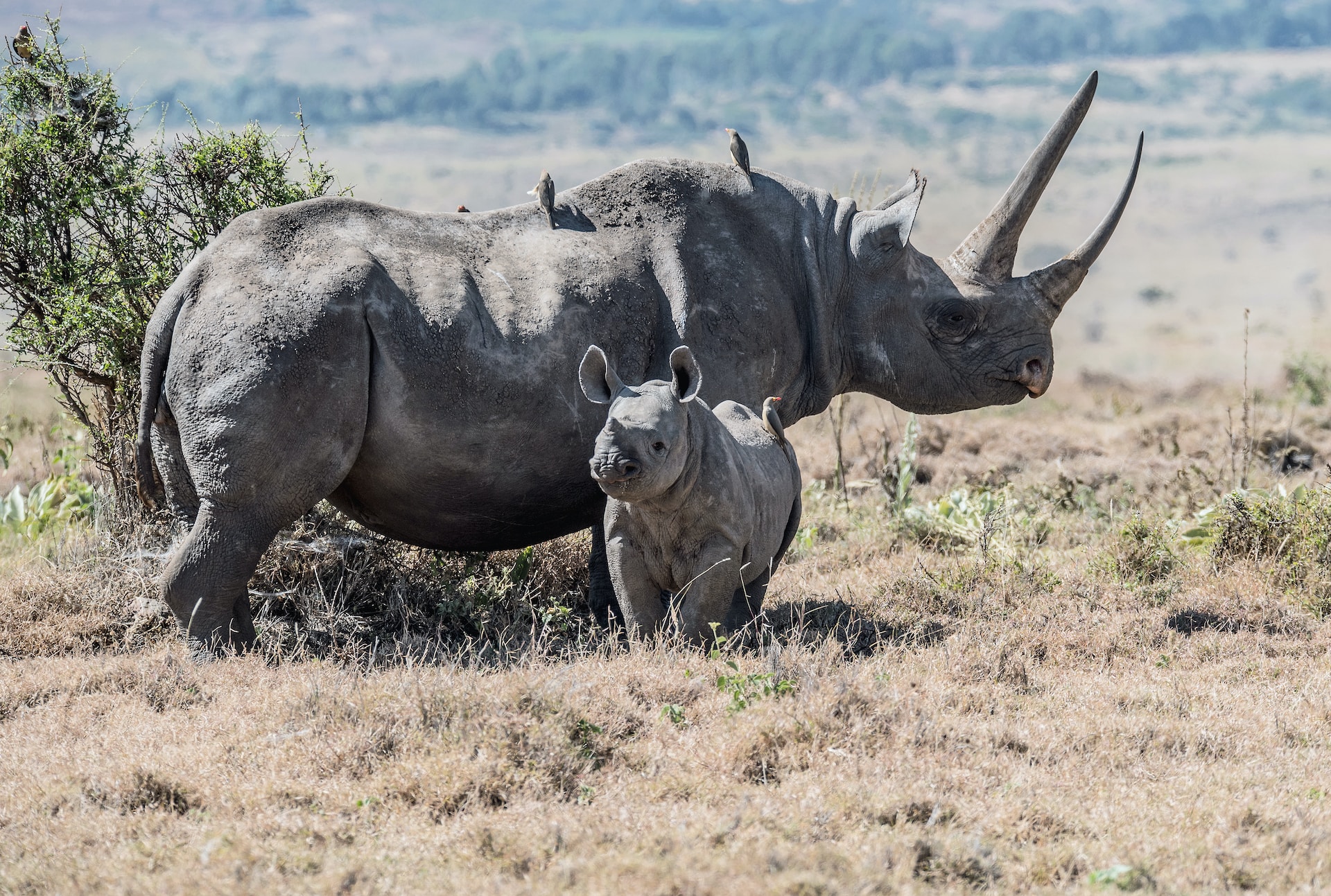 14 Days of Kenya Bush Safari and Beach