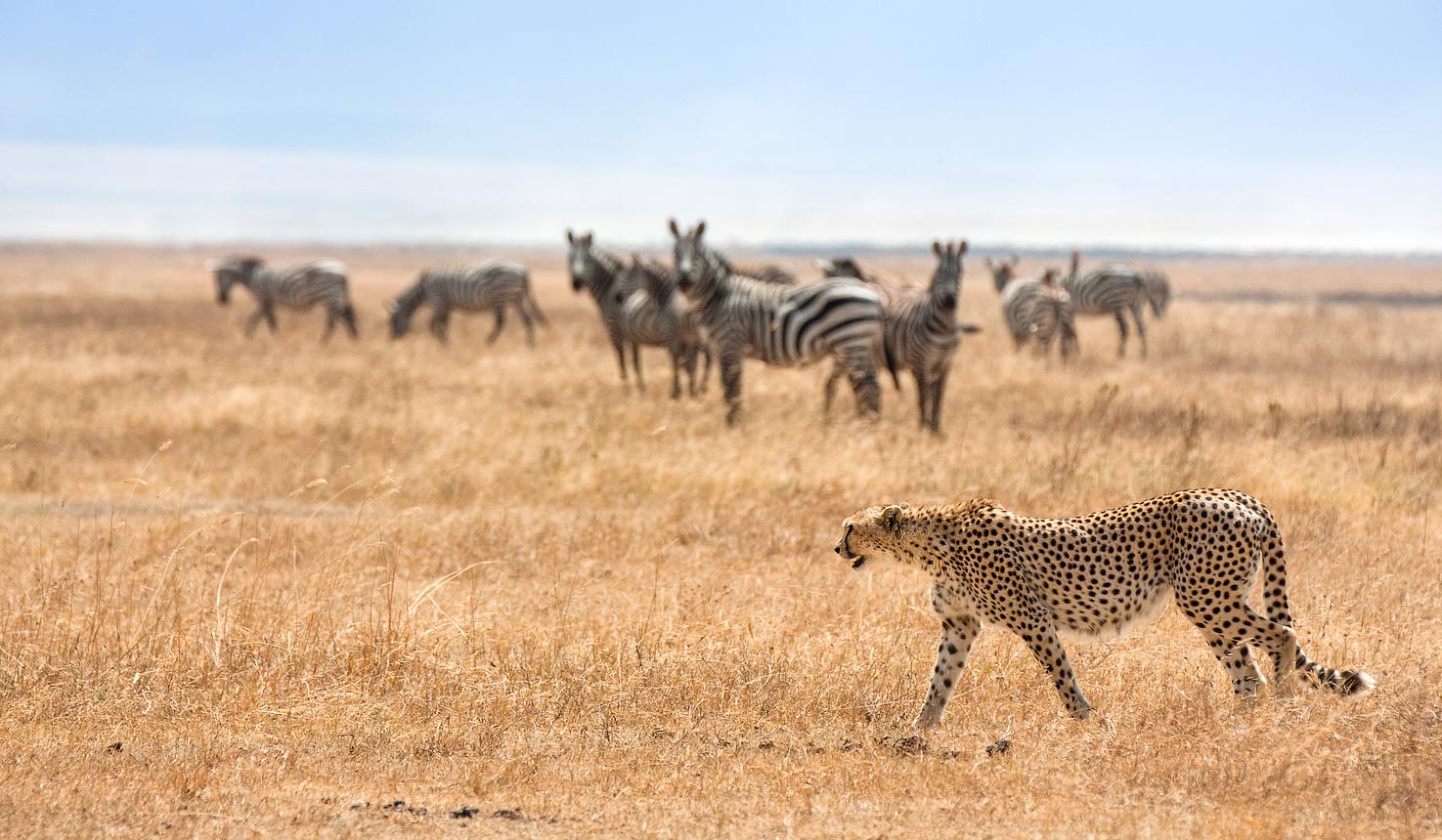 Ultimate African Safari